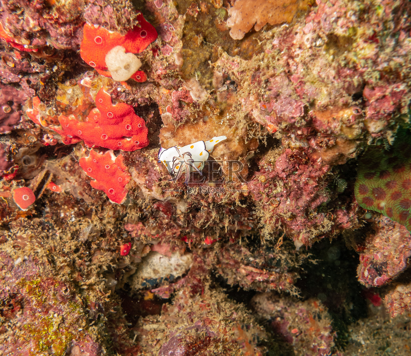 阿曼穆桑达姆珊瑚礁上的海蛞蝓照片摄影图片