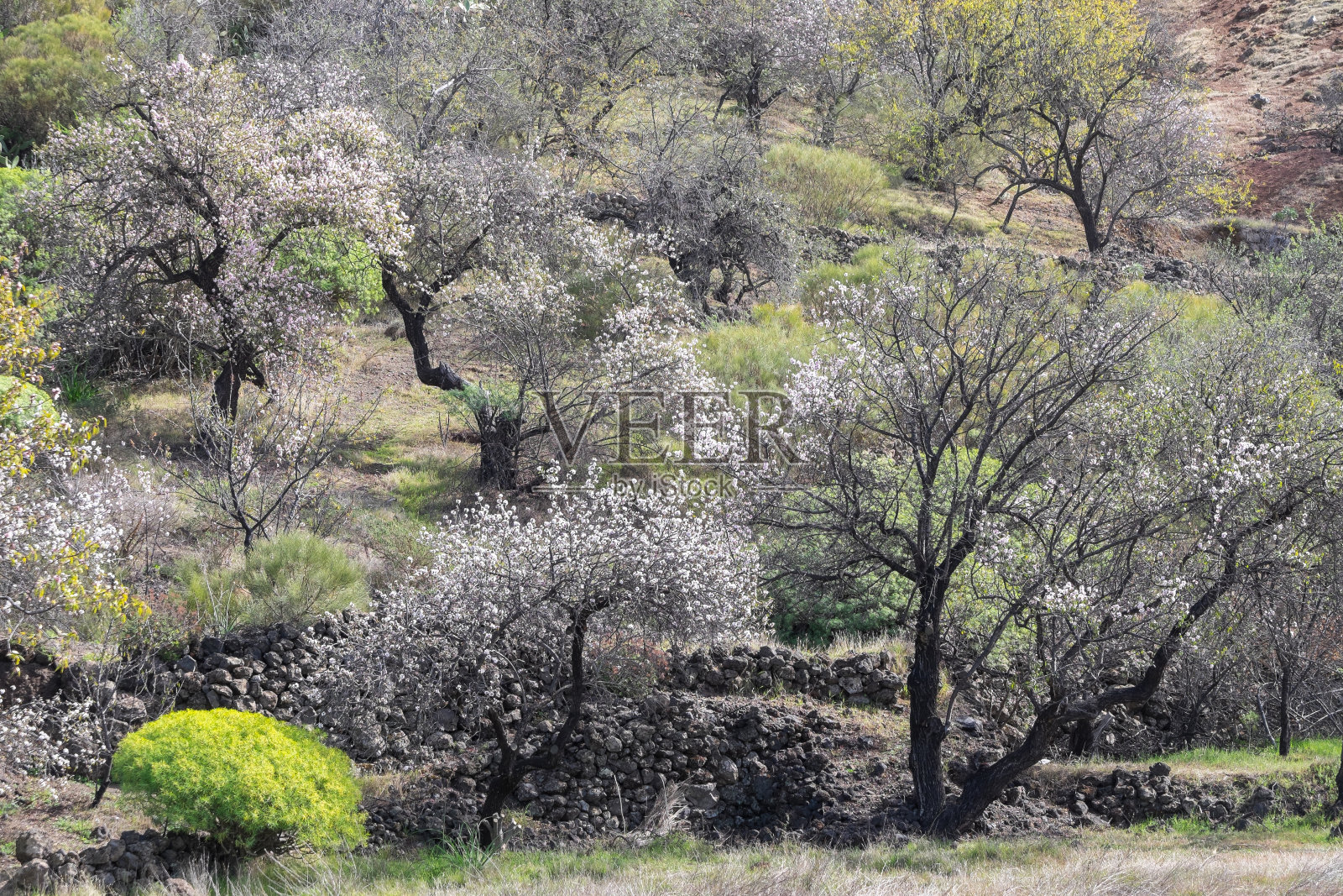 加那利群岛特内里费岛圣地亚哥德尔泰德的农田里有杏树照片摄影图片