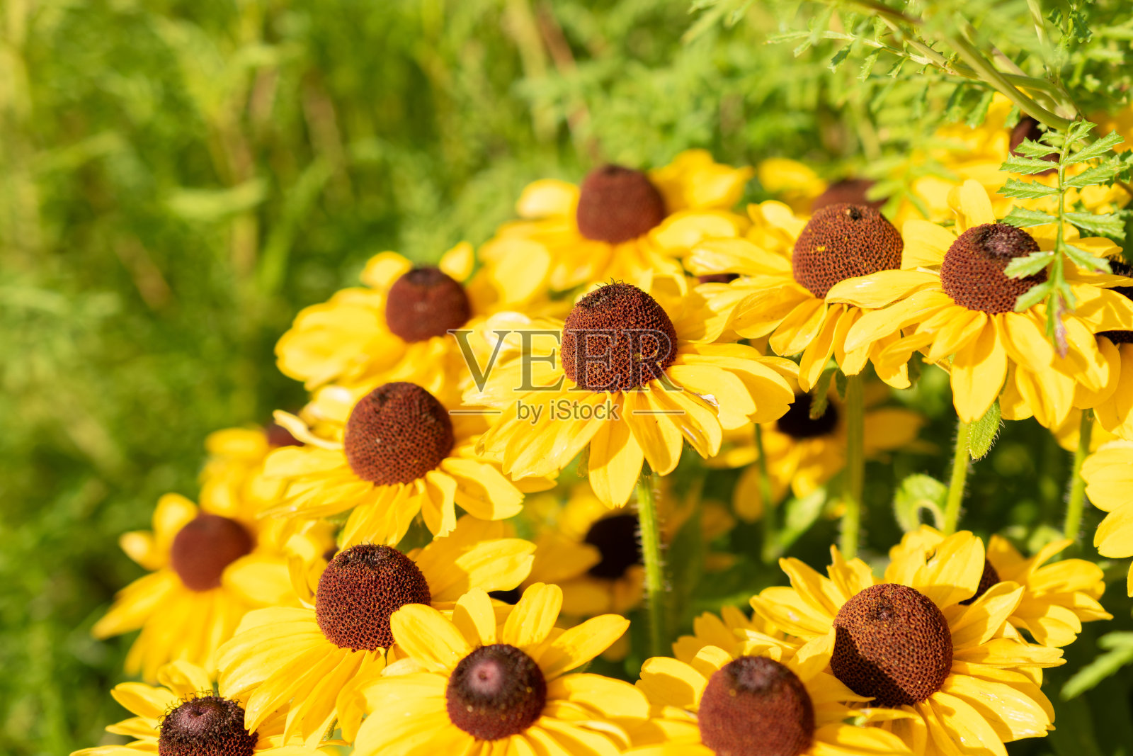 德国Mainau的Rudbeckia Hirta花照片摄影图片