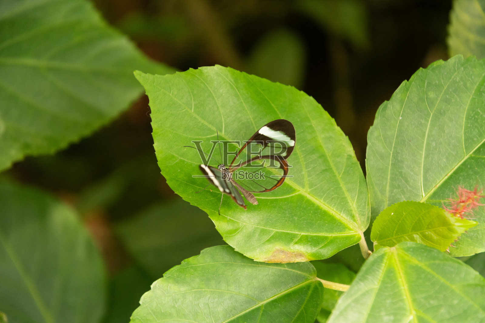 德国Mainau热带房屋中的蝴蝶照片摄影图片