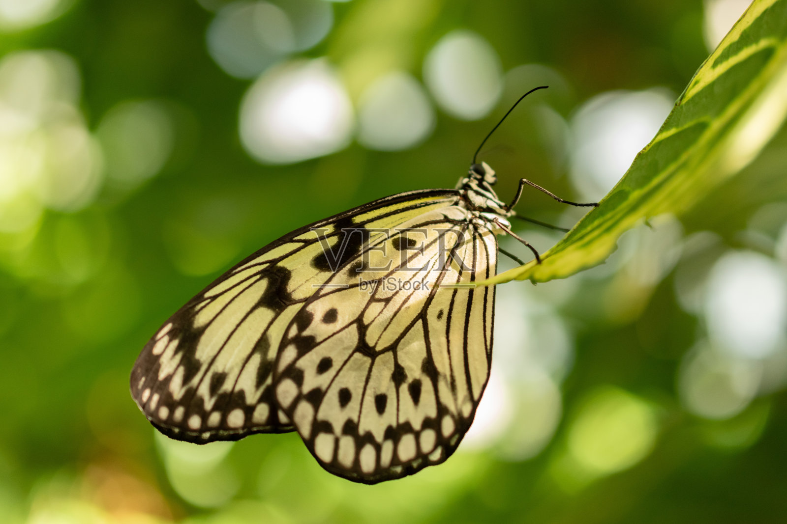 德国Mainau热带房屋中的蝴蝶照片摄影图片
