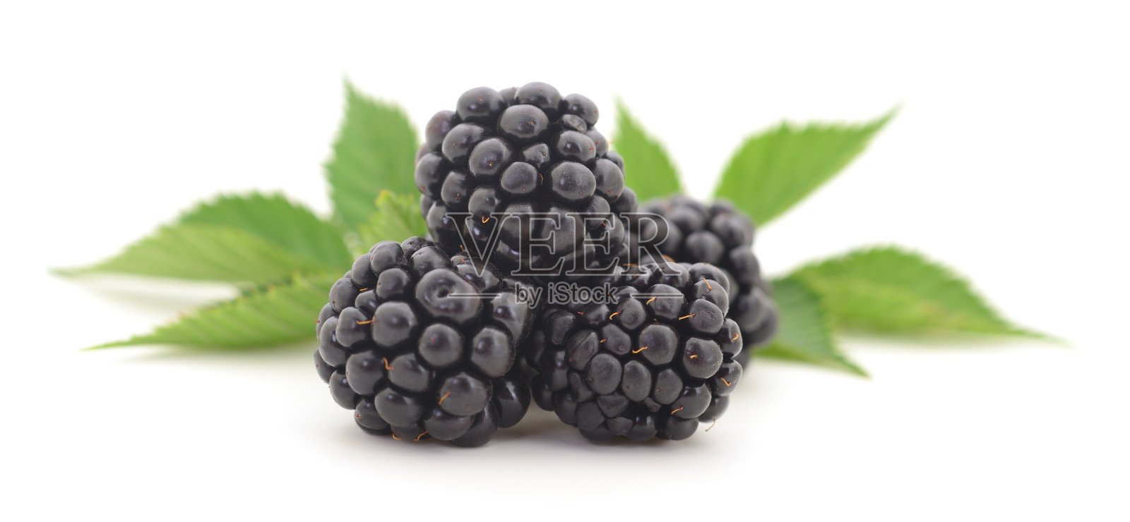 新鲜黑莓的特写镜头。照片摄影图片