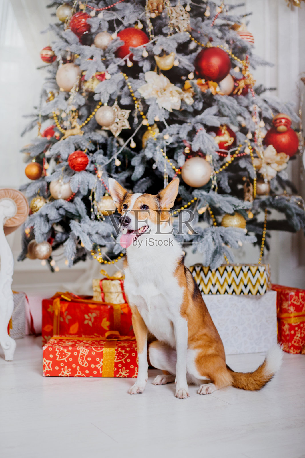 新年快乐，圣诞节假期和庆祝活动，狗(宠物)在房间附近的圣诞树照片摄影图片