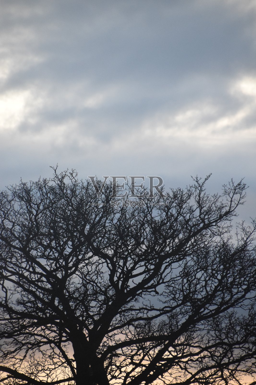 冬天的白蜡树照片摄影图片