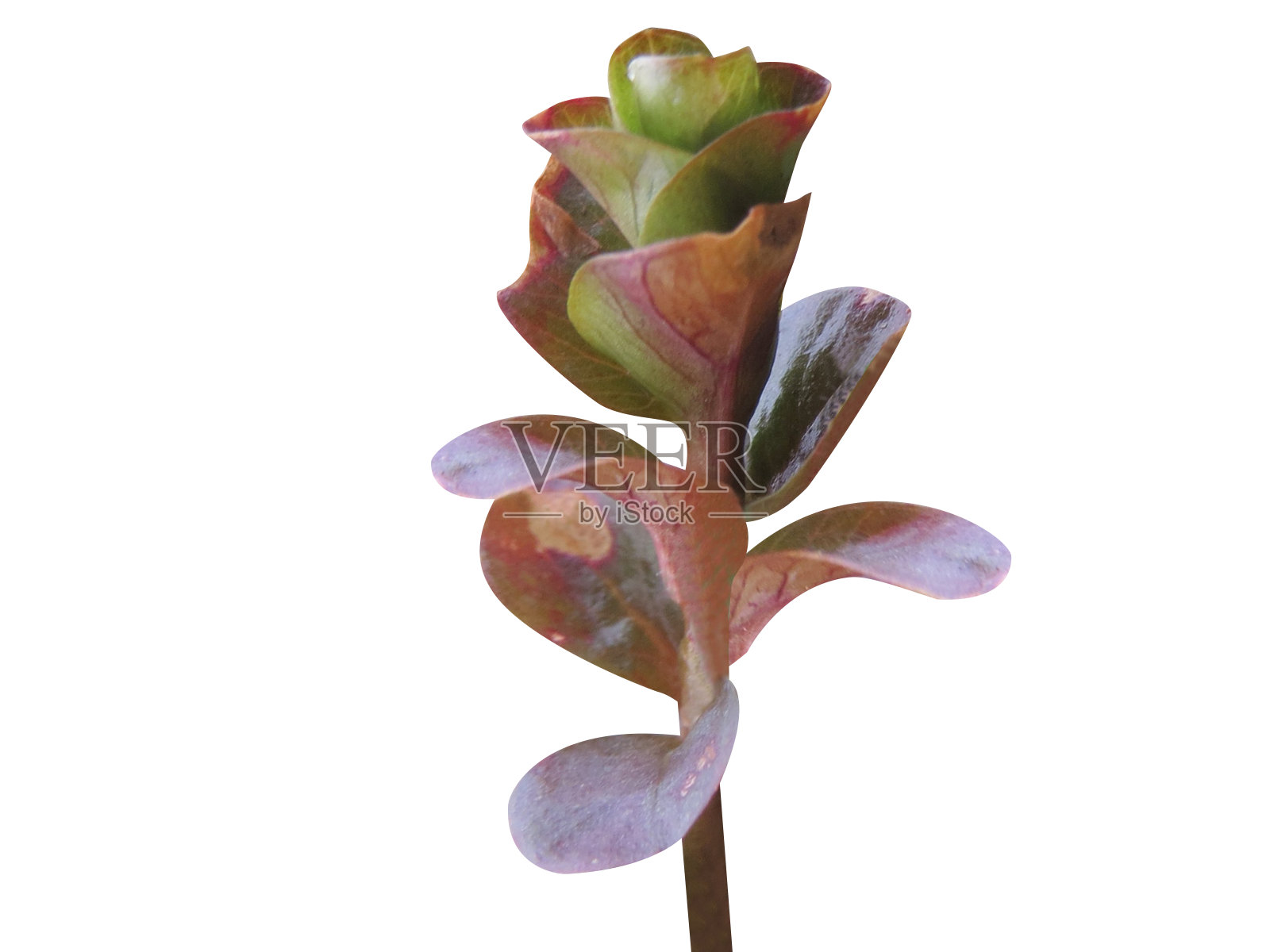 金缕草，金缕草或草本植物两便士照片摄影图片