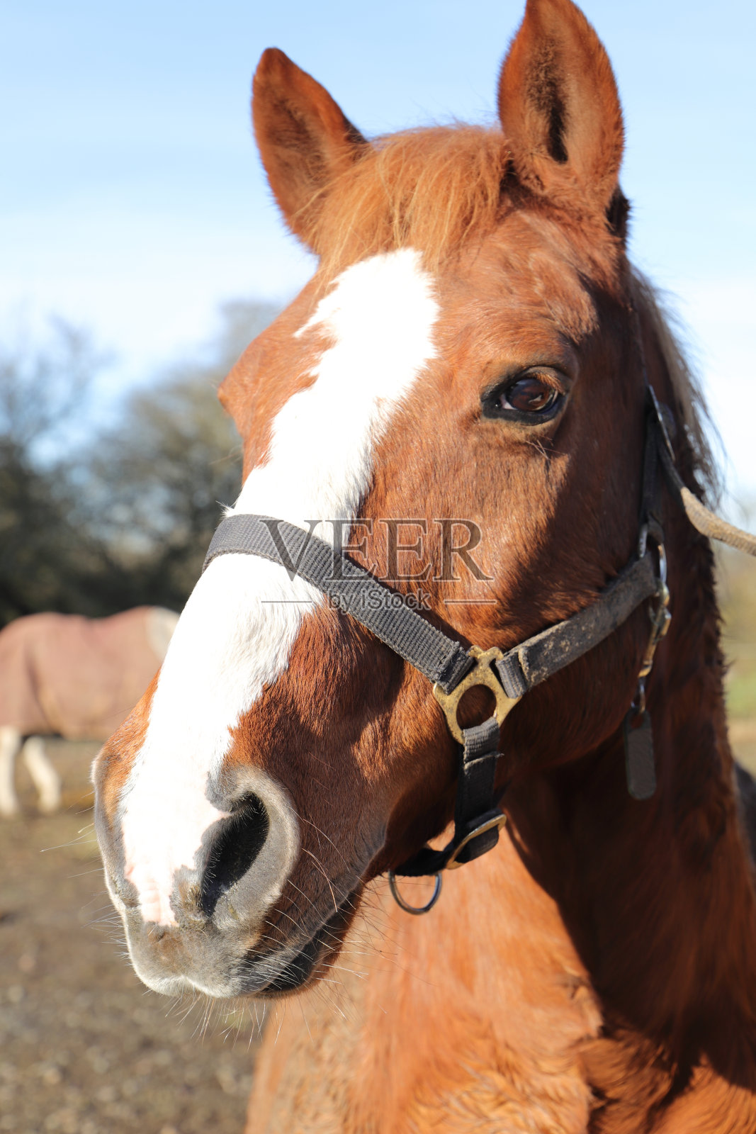 马的肖像照片摄影图片
