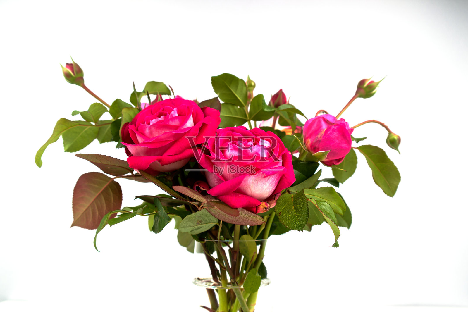 一束带着绿叶的红玫瑰，插在白色的花瓶上照片摄影图片