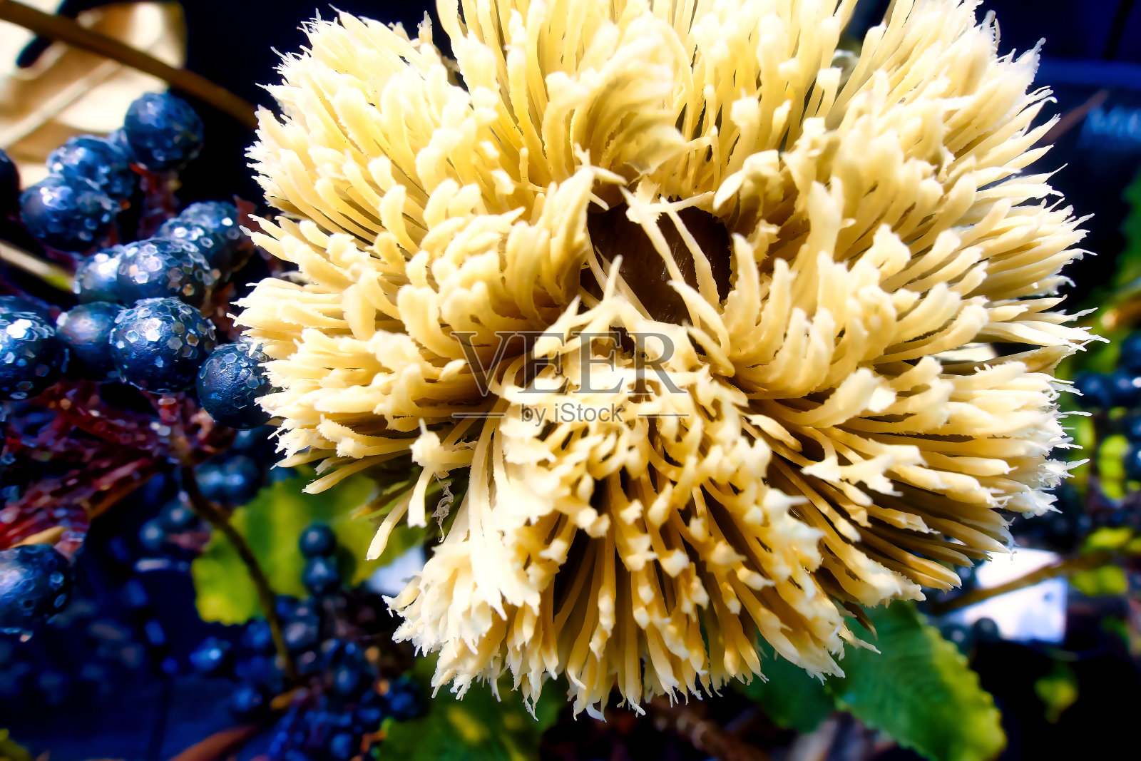 一种装饰目的的装置，比如圣诞节照片摄影图片