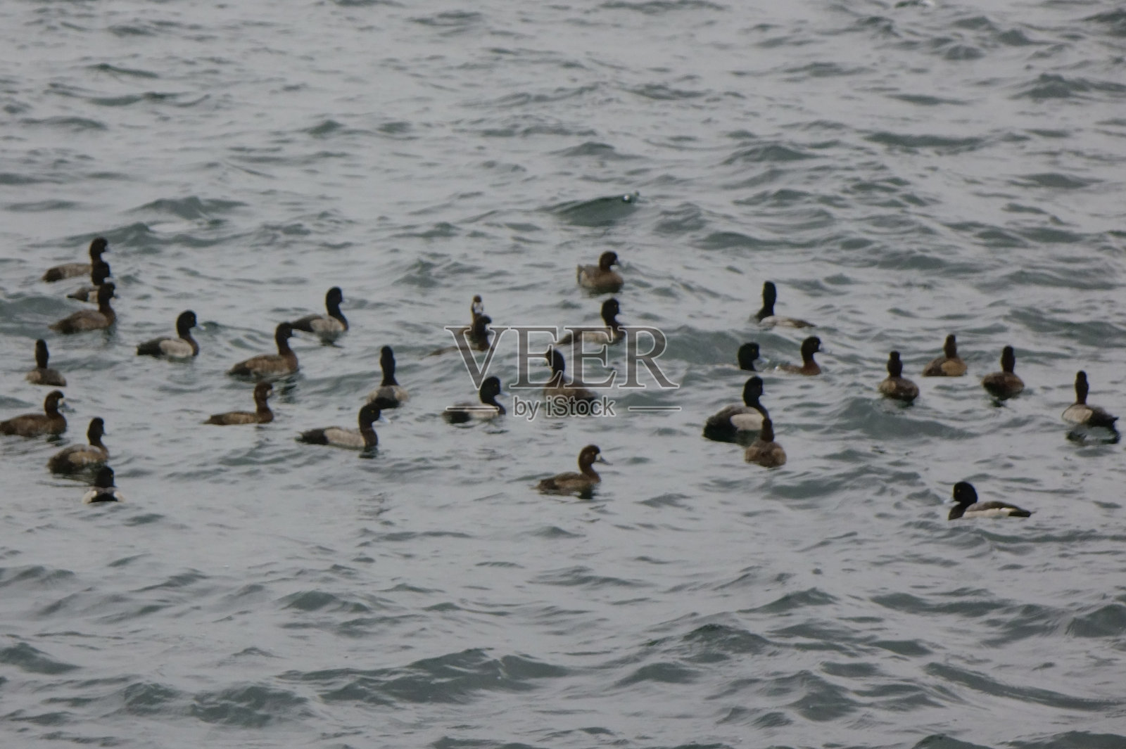 成群的海鸟，暴风雨的大海照片摄影图片
