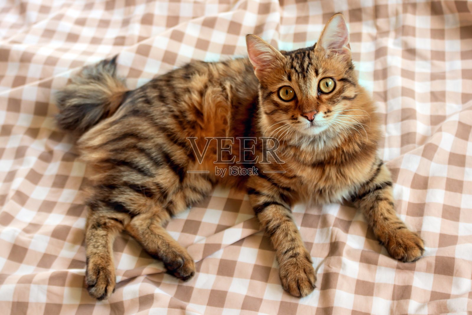 一只漂亮的猫舒服地躺在床上。这个概念是宠物护理。有选择性的重点。照片摄影图片