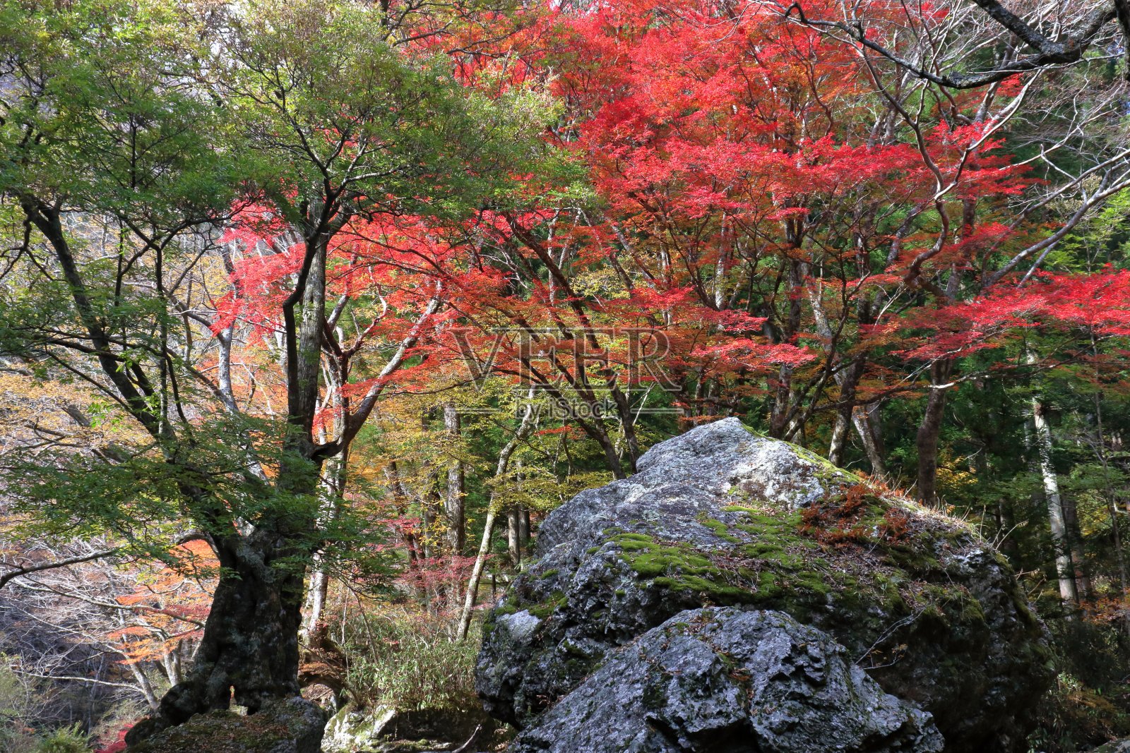 御宫山谷秋叶观景(爱媛县内子镇)照片摄影图片