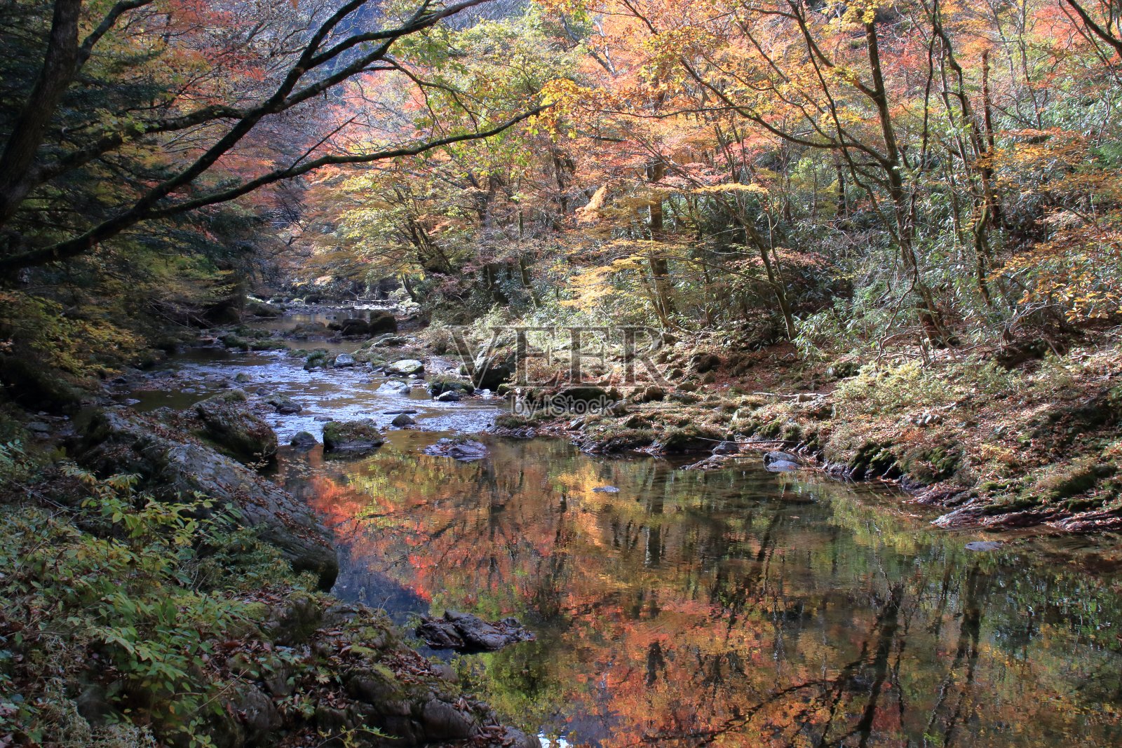 秋叶时节的小宫山谷(爱媛县)照片摄影图片