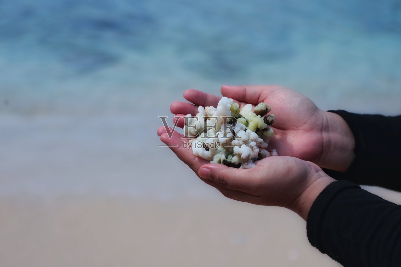 沙滩上，一位女士的手握着一块珊瑚照片摄影图片