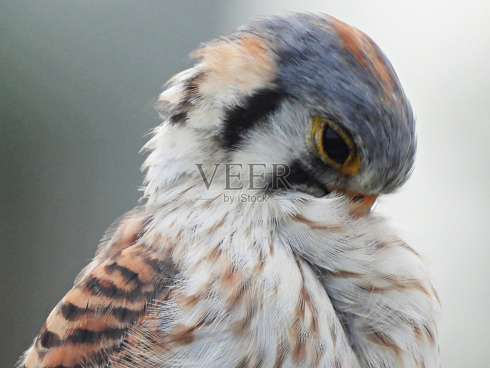 美洲红隼(Falco sparverius) -肖像照片摄影图片