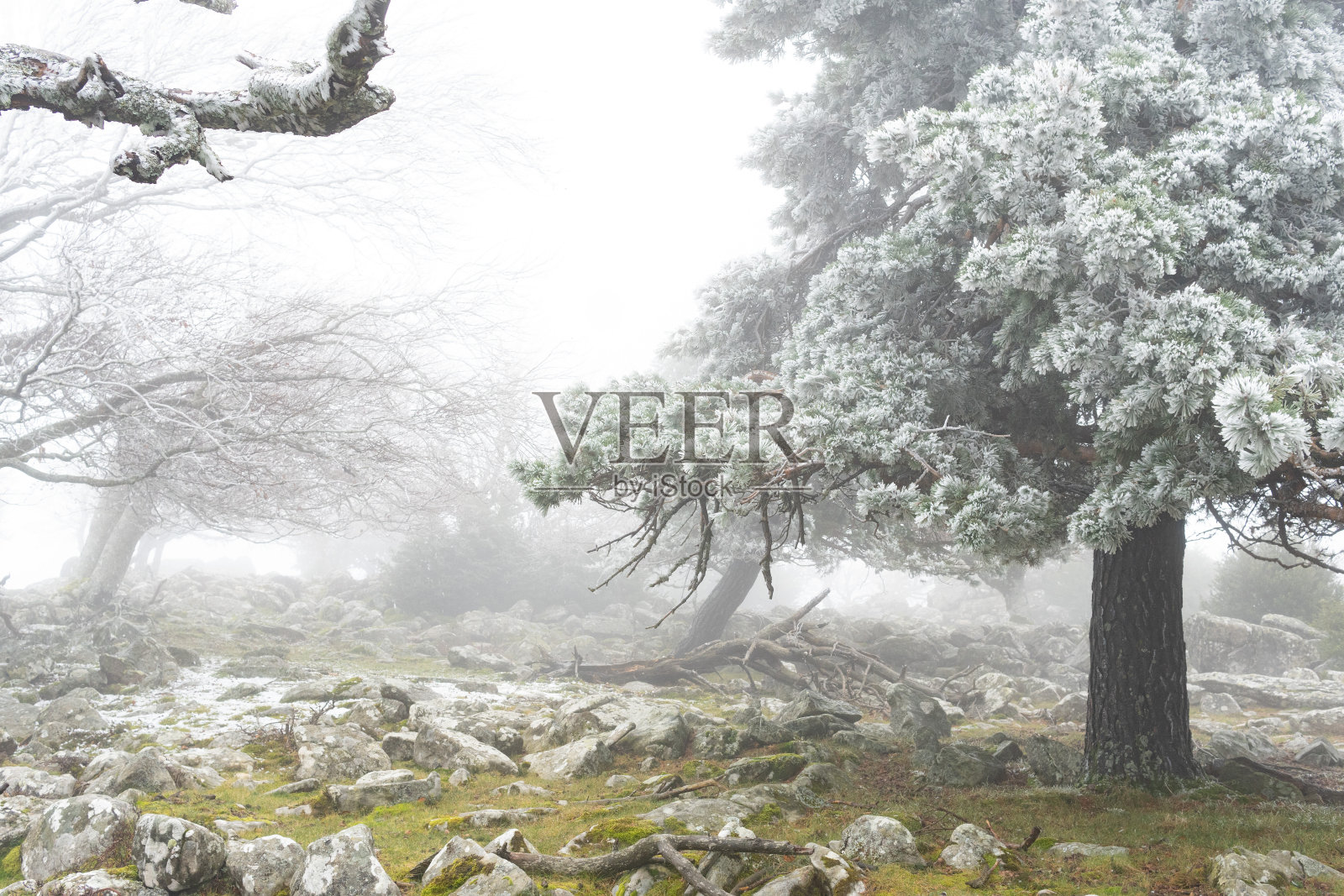 光秃秃没有叶子的树和白雪覆盖的松树。岩石。冬天的风景。雾蒙蒙的森林照片摄影图片