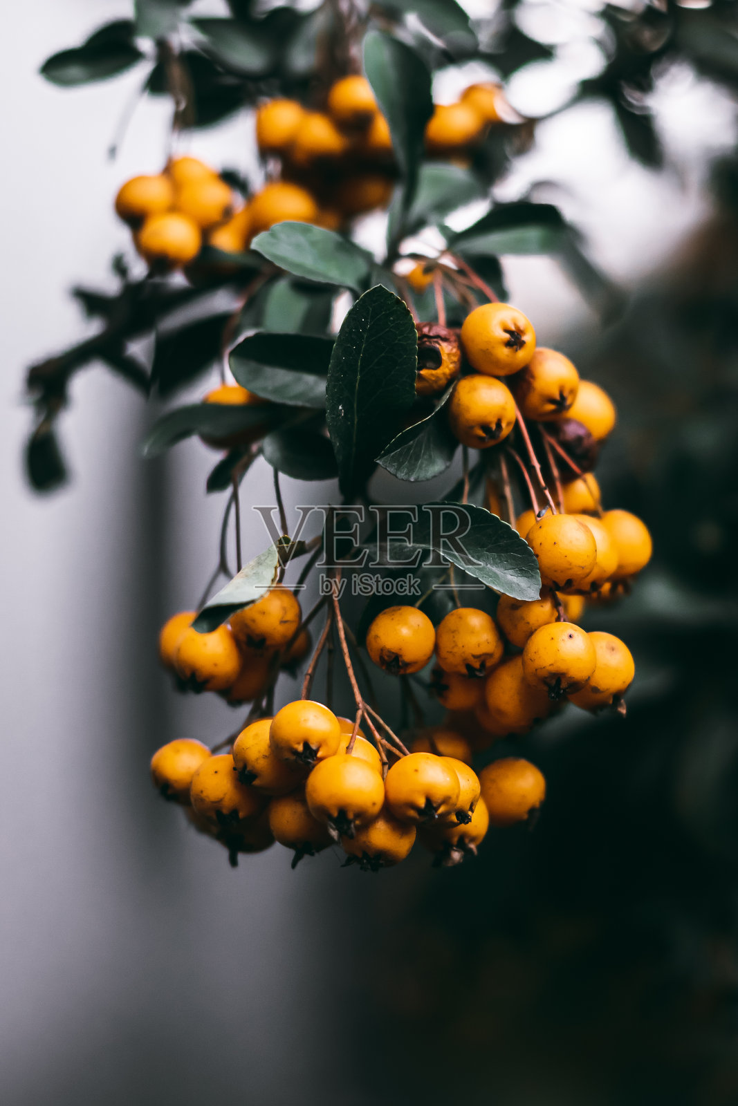 特写植物、花卉、植物、树叶、大自然照片摄影图片