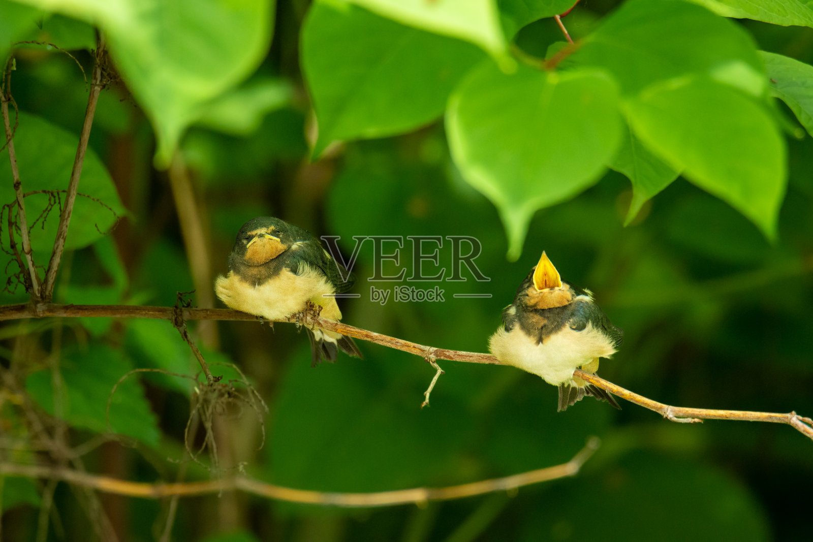小燕子(Hirundo rustica)等待喂食的特写照片摄影图片