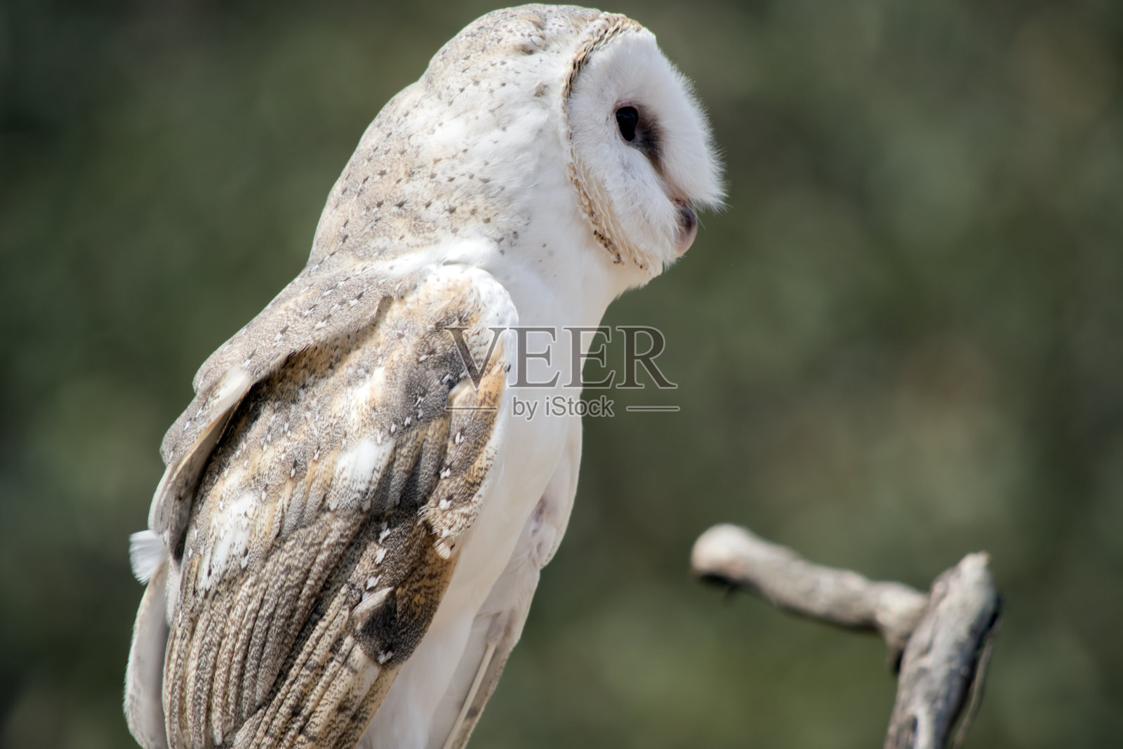 这是一只仓鸮的侧视图照片摄影图片