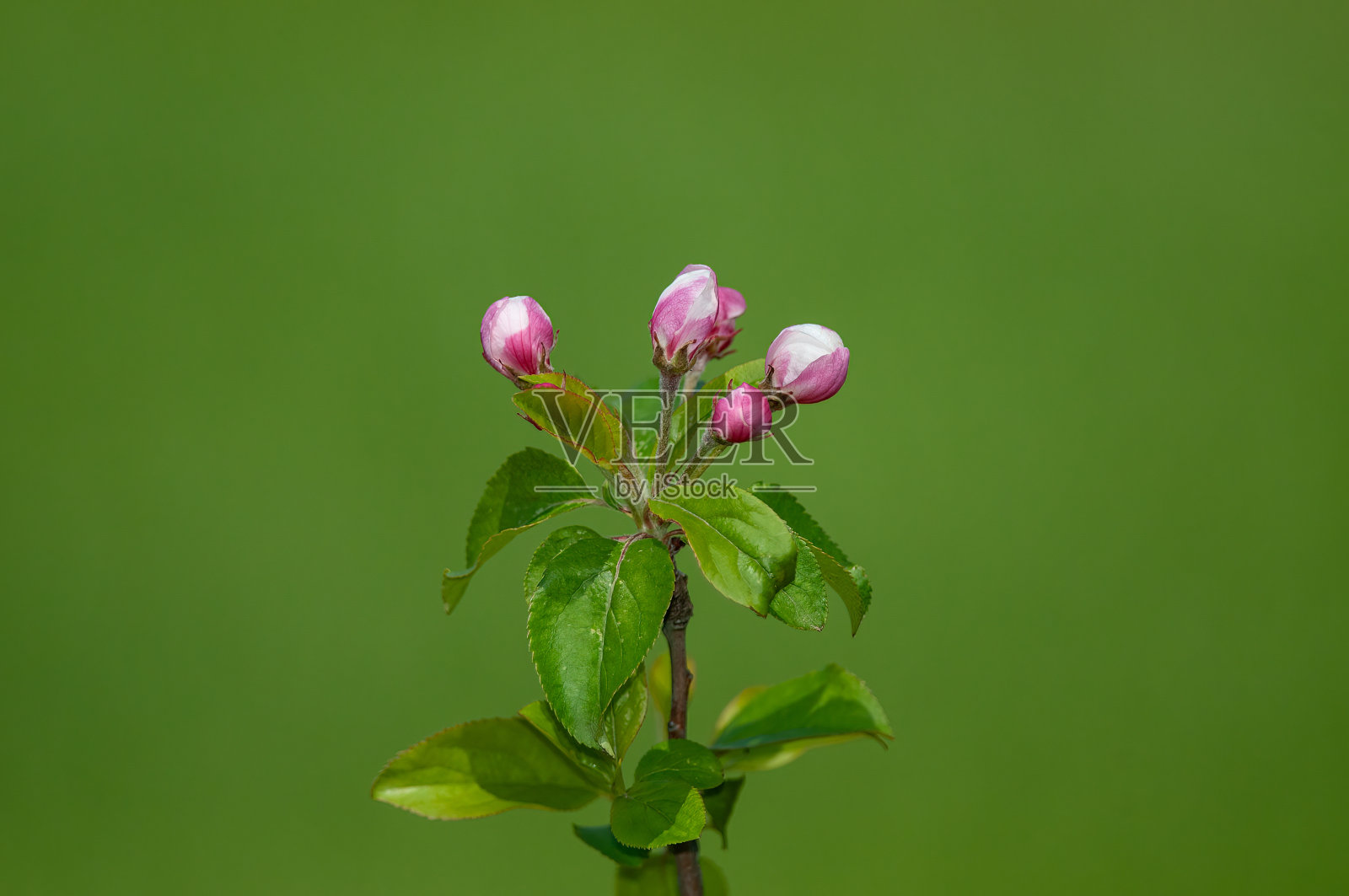 新芽苹果在春天开花。绿色背景。照片摄影图片