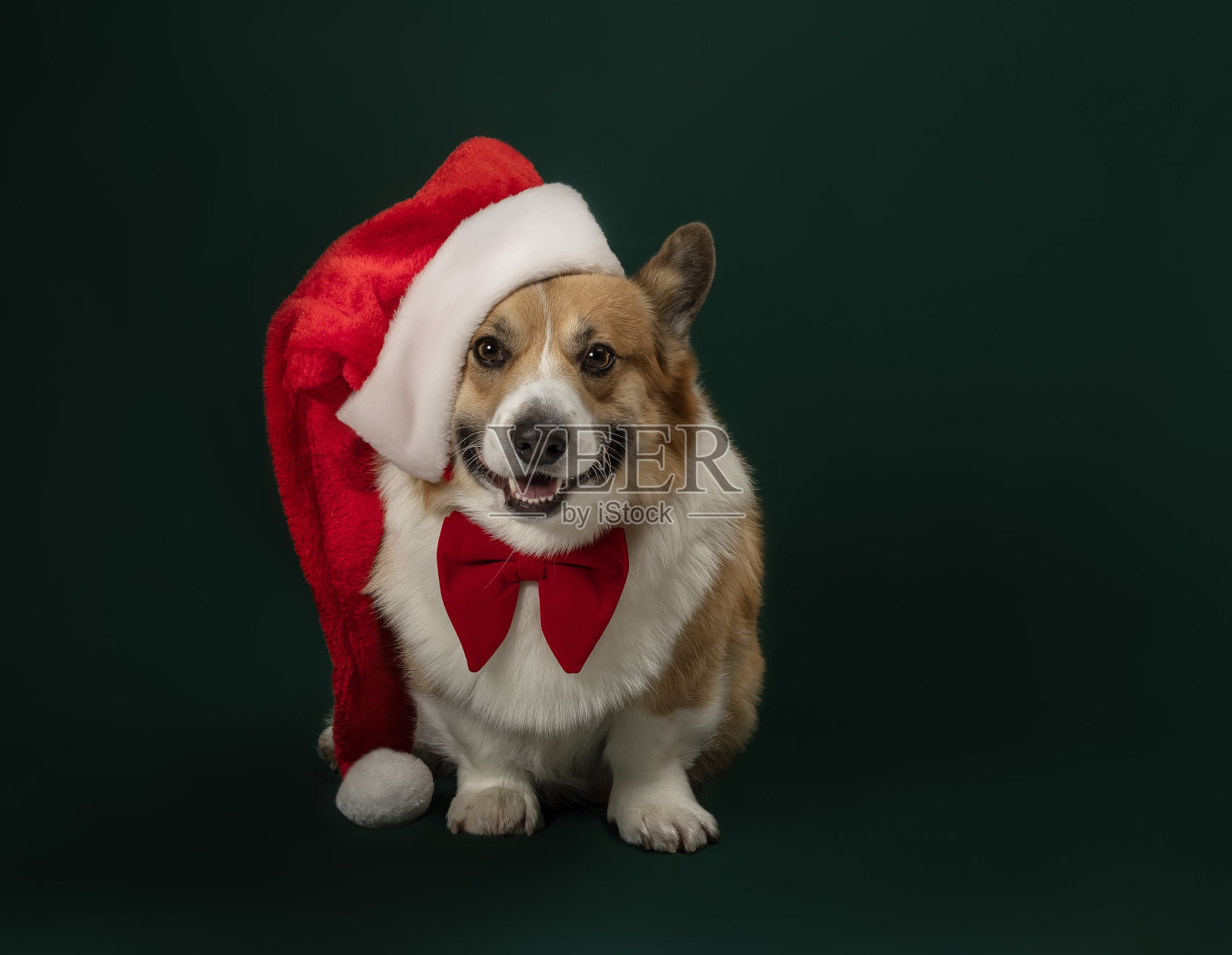 漂亮可爱的柯基狗戴着红色的圣诞老人长帽，坐在工作室里，背景是绿色的圣诞节照片摄影图片