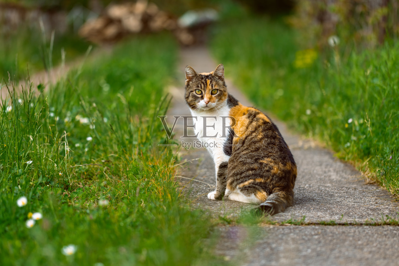 院子里的猫照片摄影图片
