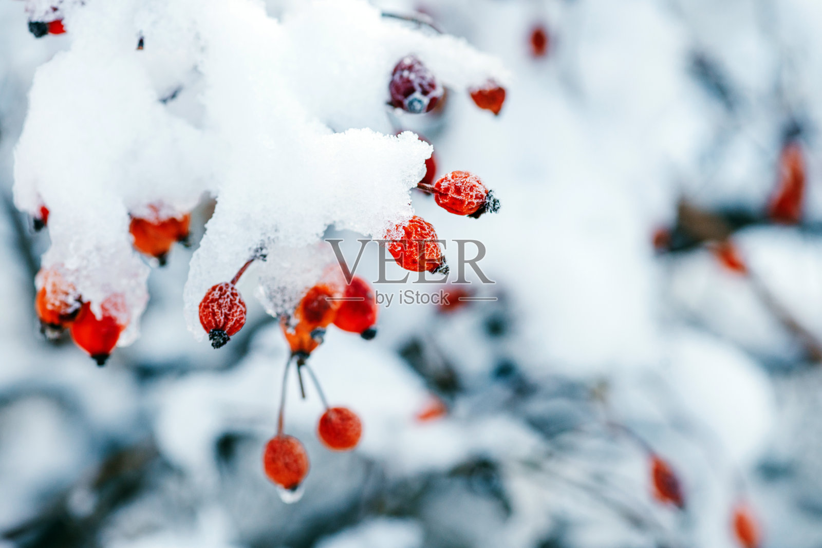 冬天结霜的玫瑰果照片摄影图片
