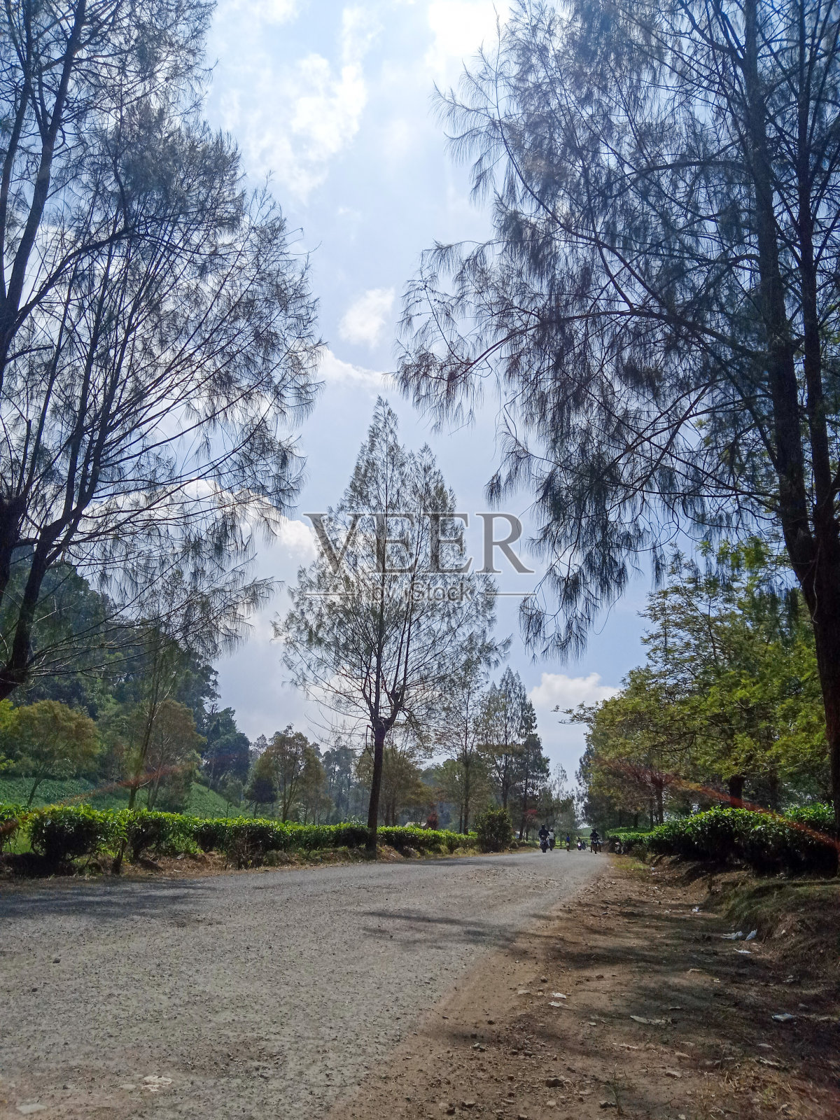 街道背景有树和茶照片摄影图片