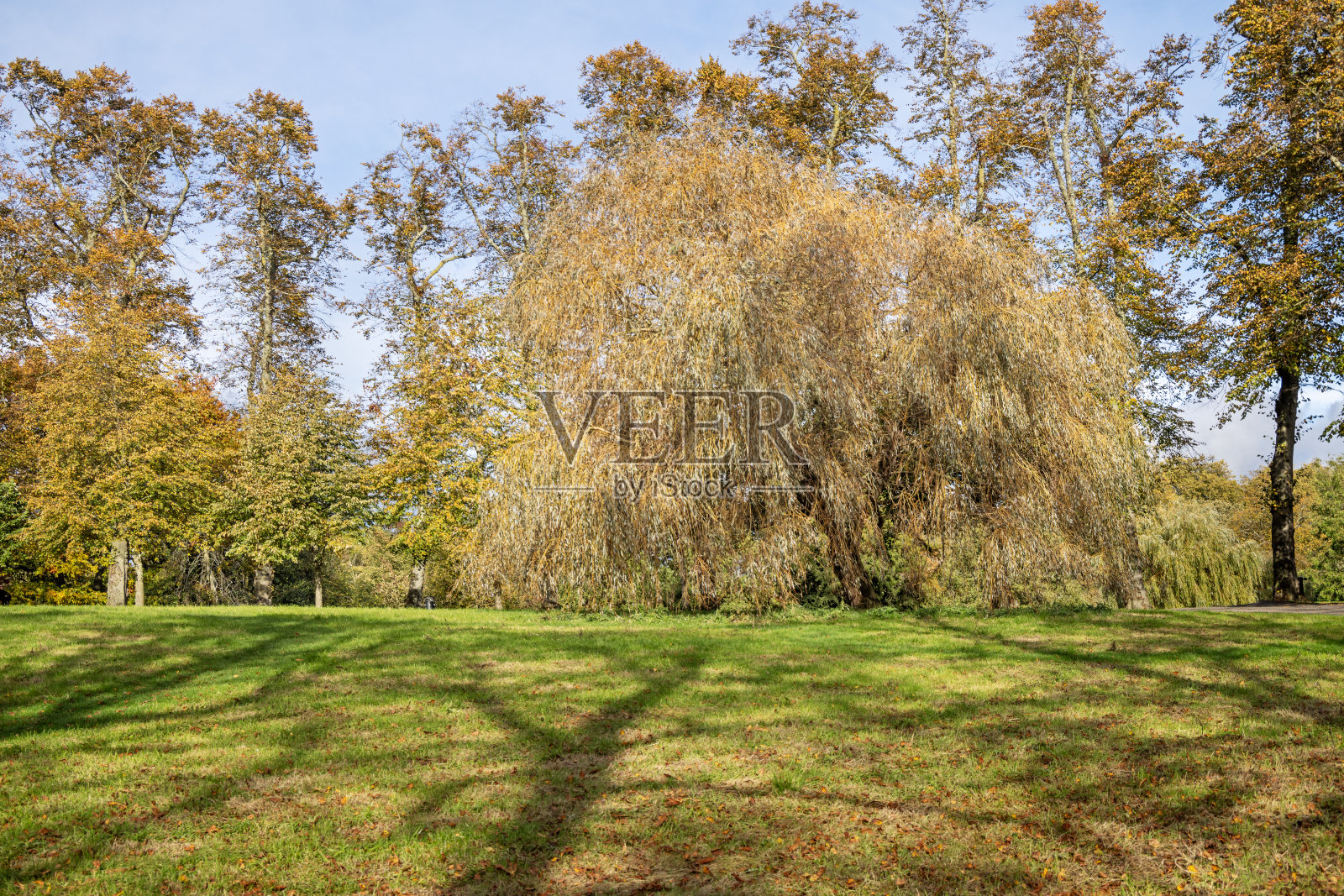 公园里的垂柳照片摄影图片