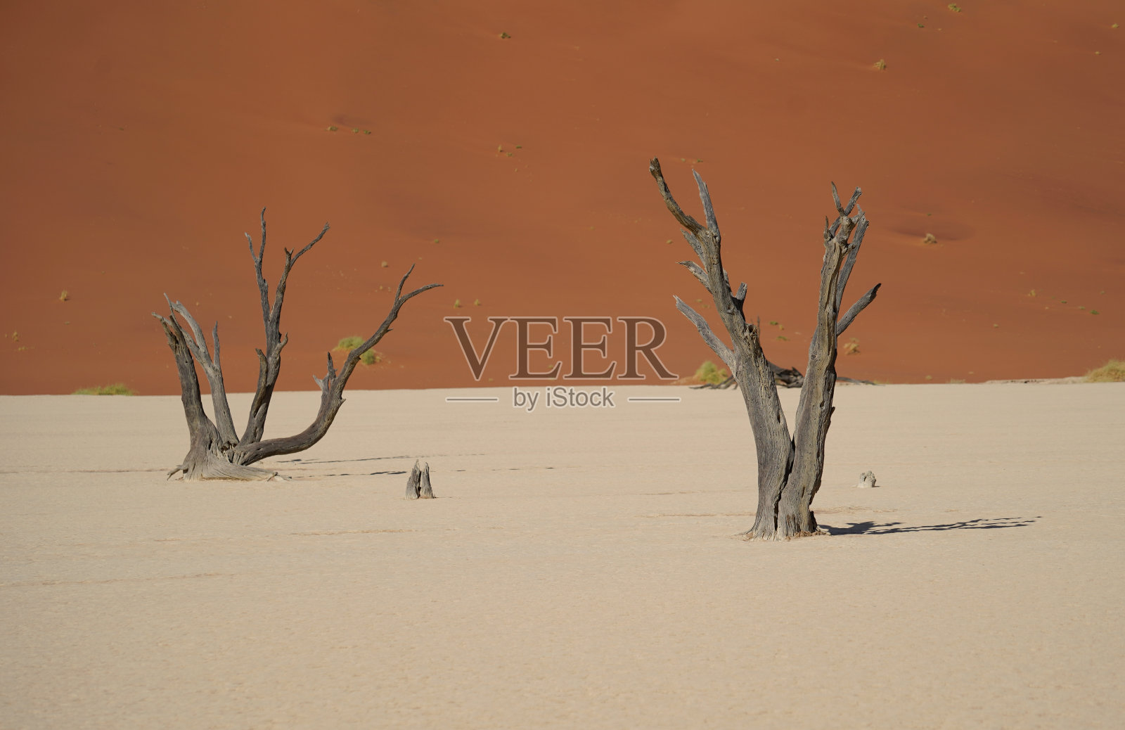 纳米比亚Sossusvlei沙漠中的枯树和橙色沙丘照片摄影图片