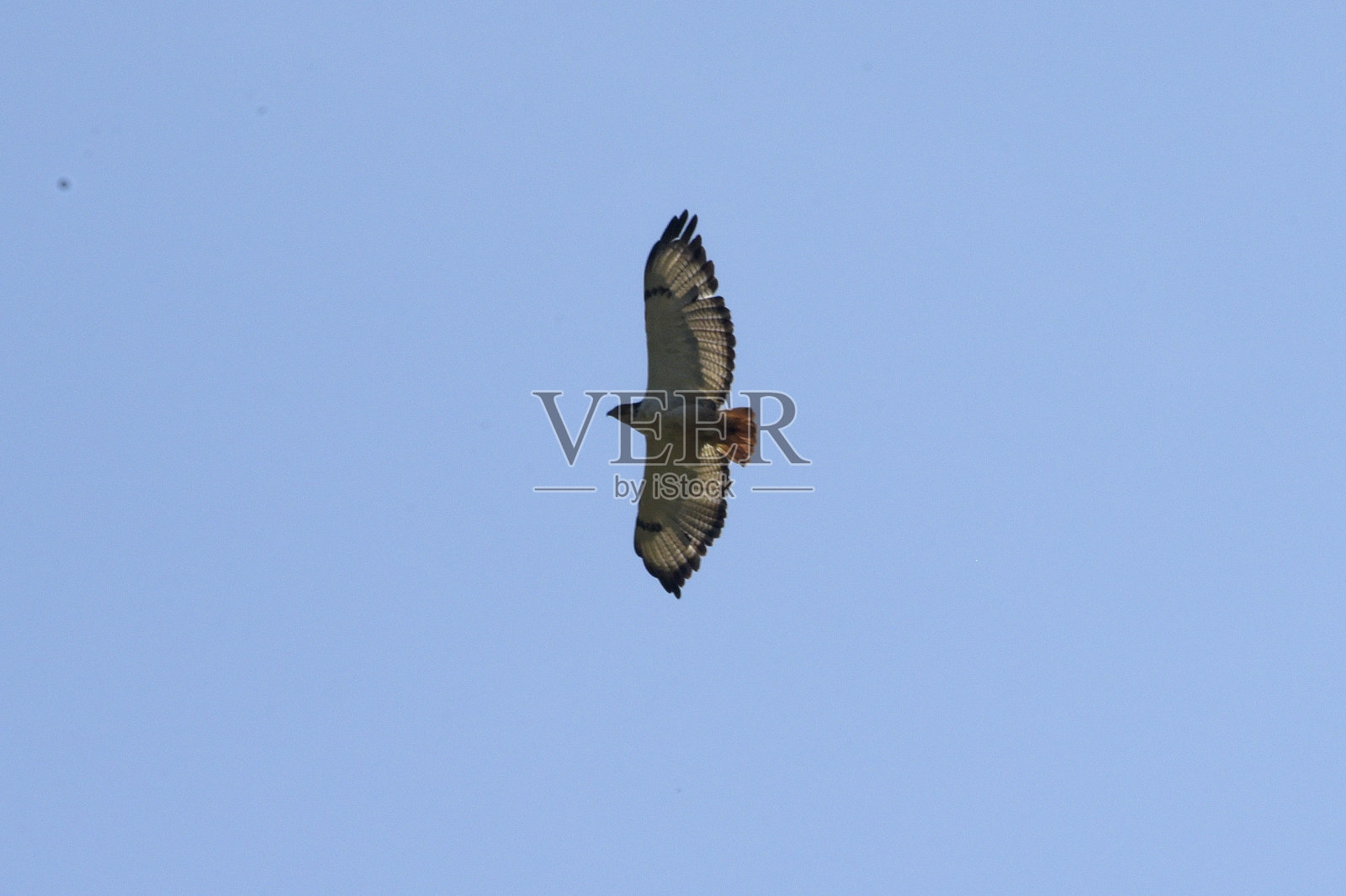 预示着卑鄙的小人照片摄影图片