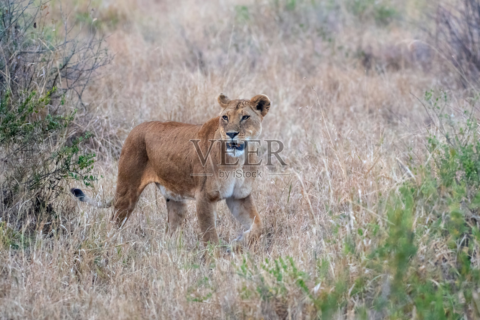 一只母狮在马赛马拉平原与美丽的光-肯尼亚照片摄影图片
