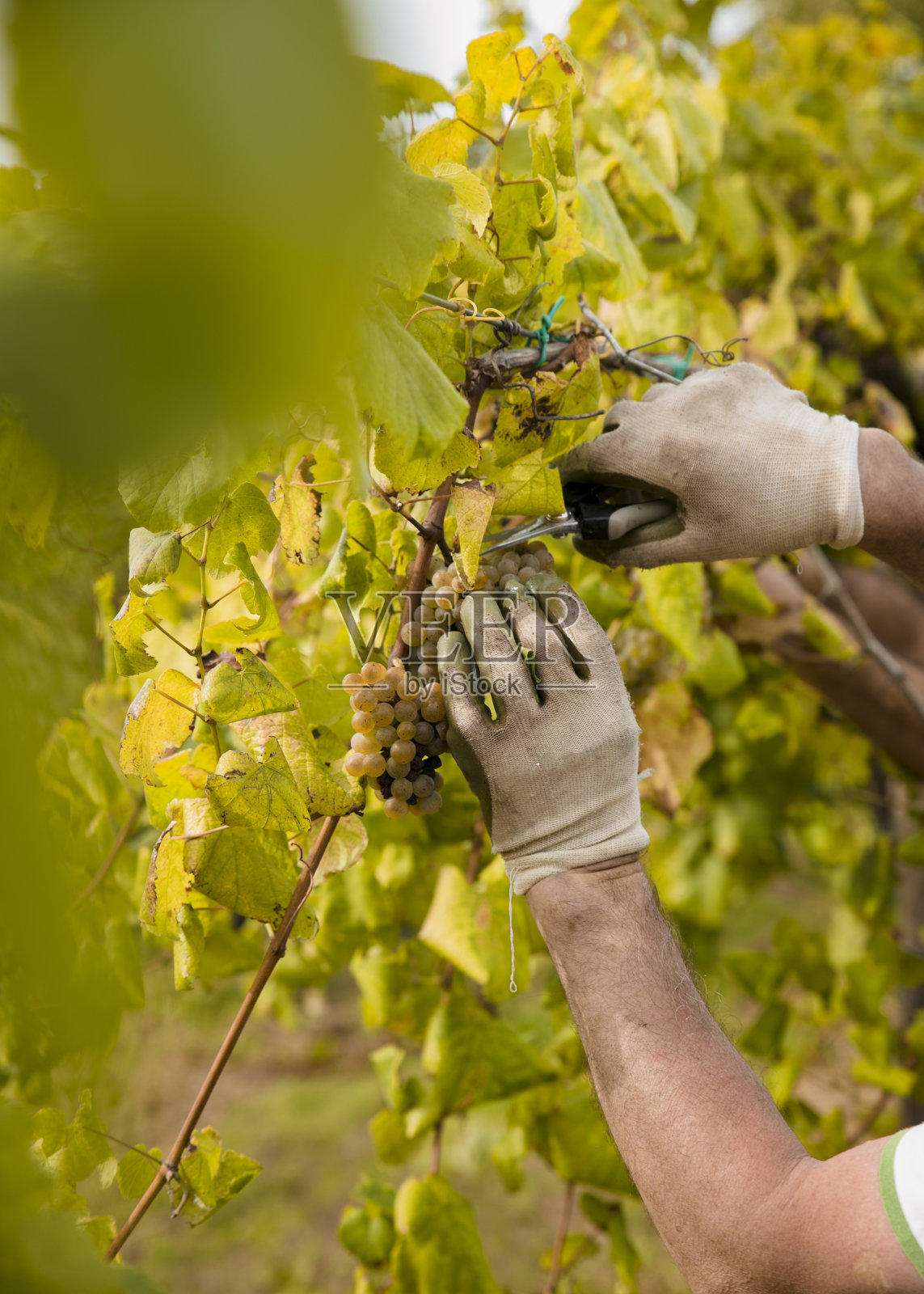 在收获前2个月，还未成熟的阿尔瓦里纳葡萄串的细节。照片摄影图片