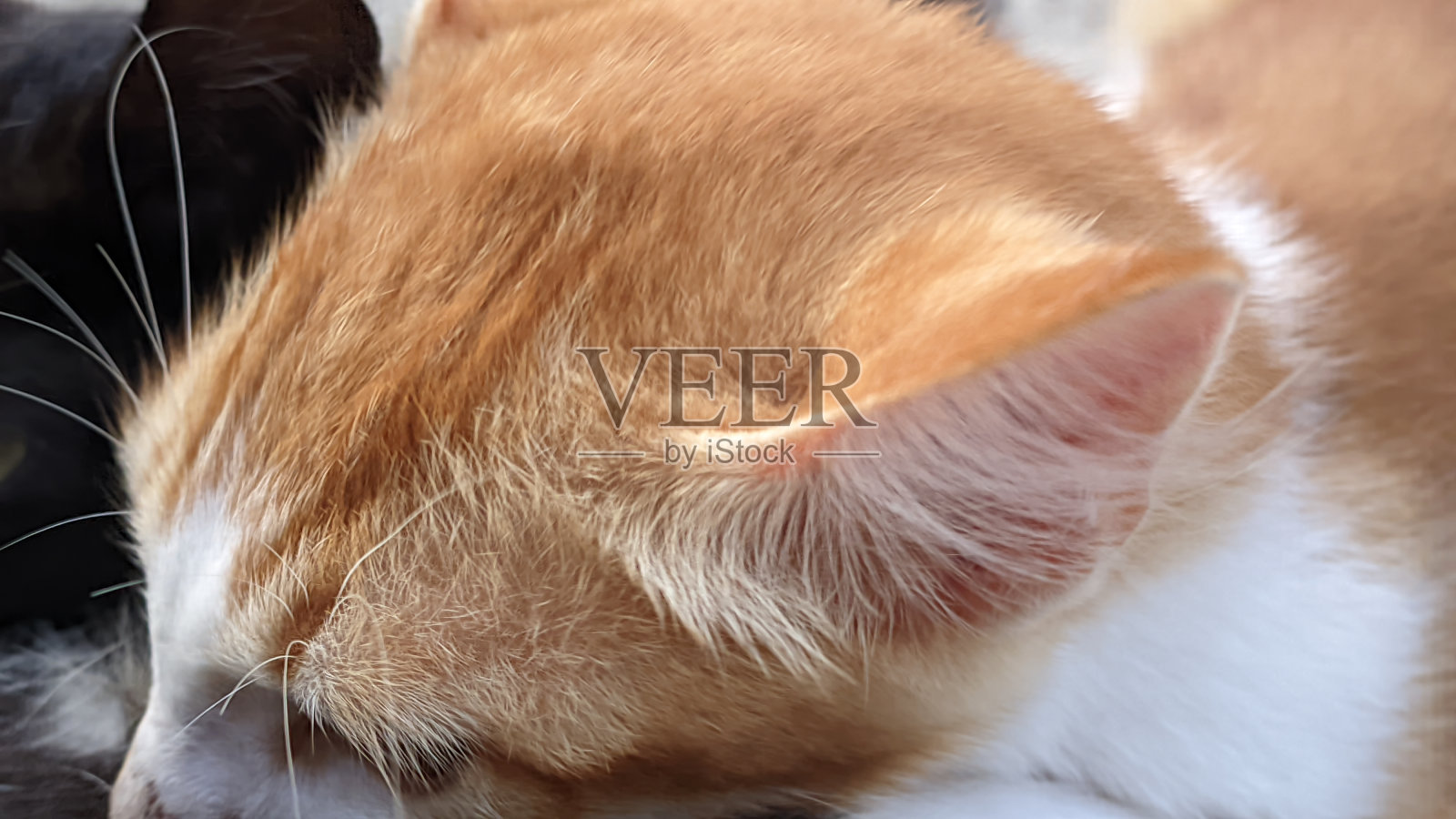 近距离观察两只小猫在喝妈妈的奶照片摄影图片