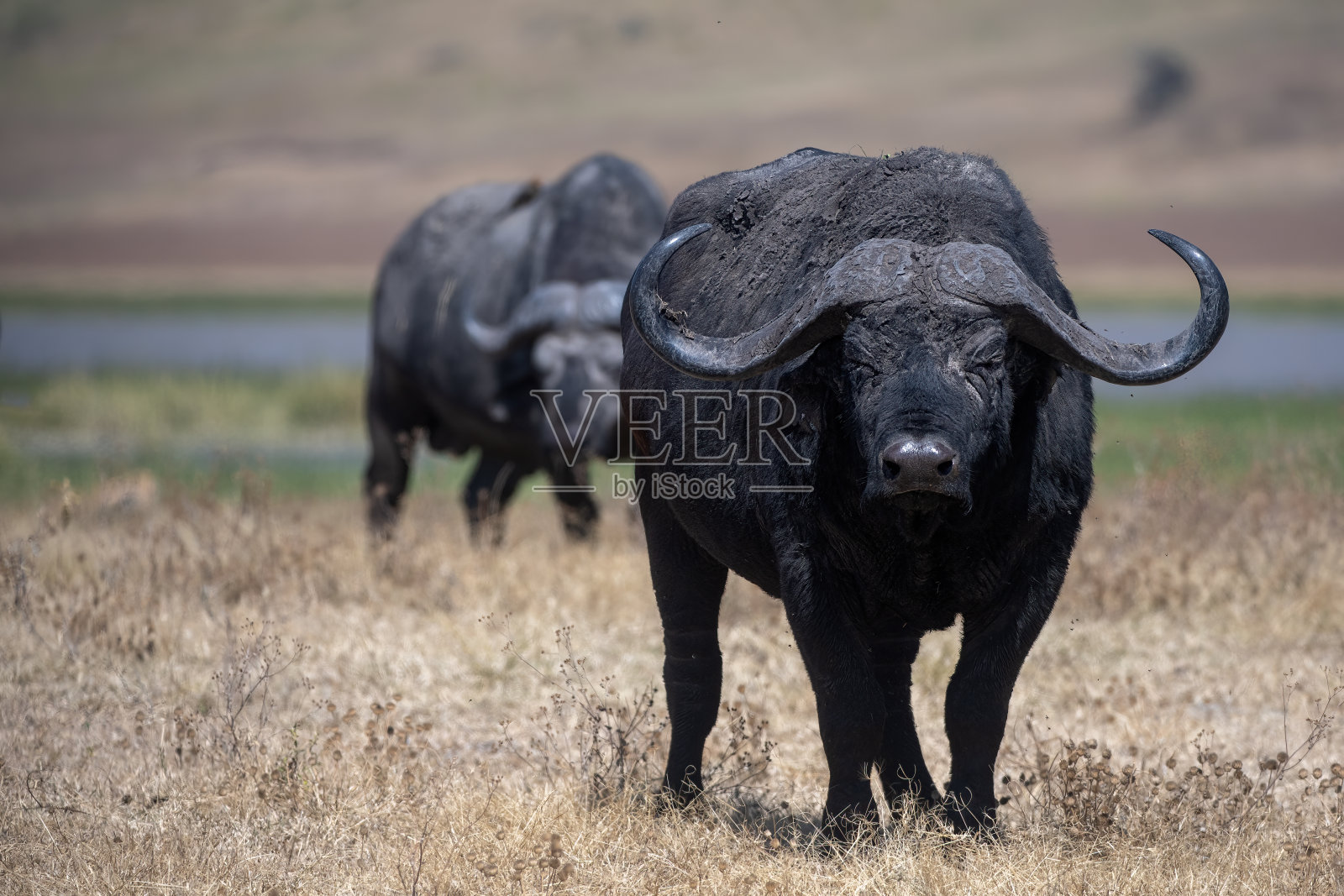 在坦桑尼亚塞伦盖蒂国家公园的平原上，一头雄性非洲水牛正凶巴巴地看着照片摄影图片