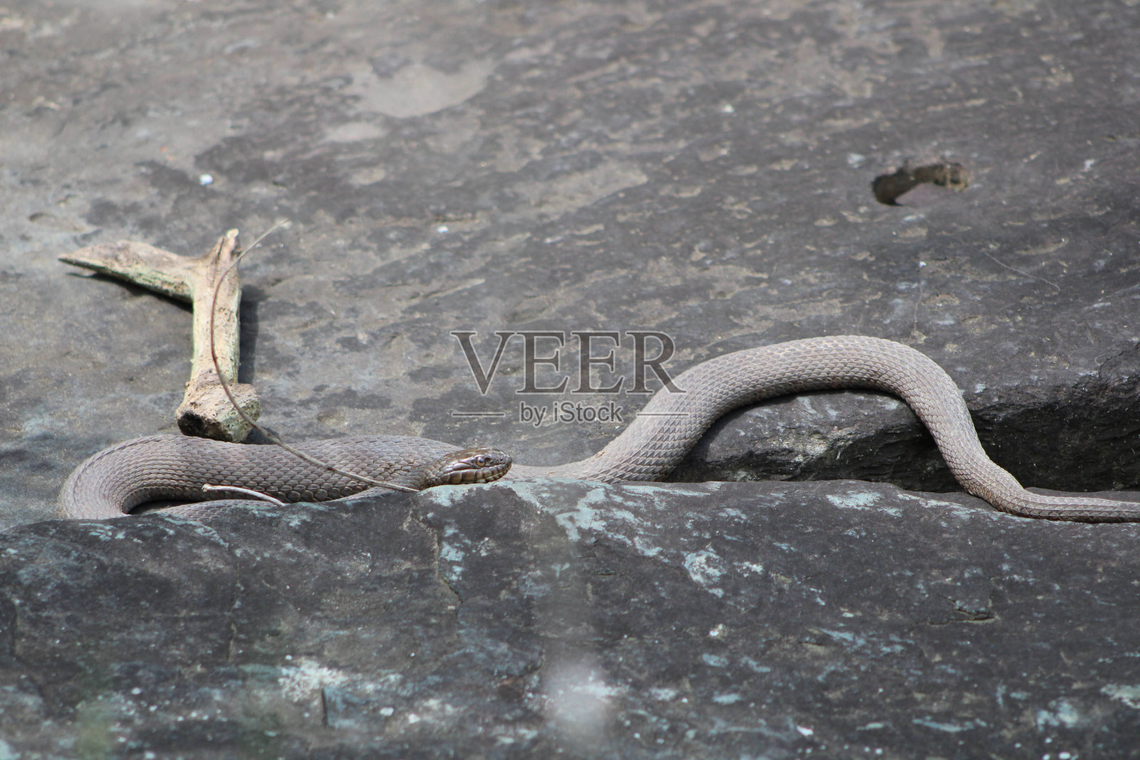 蛇在岩石上晒太阳照片摄影图片