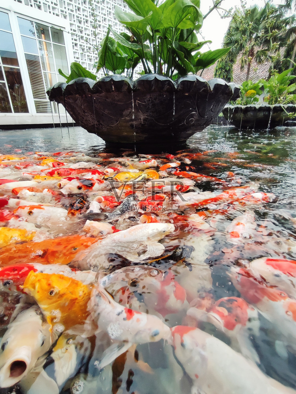 池塘里五颜六色的锦鲤照片摄影图片