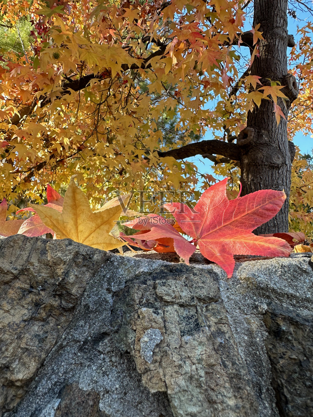 枫香秋天的颜色照片摄影图片