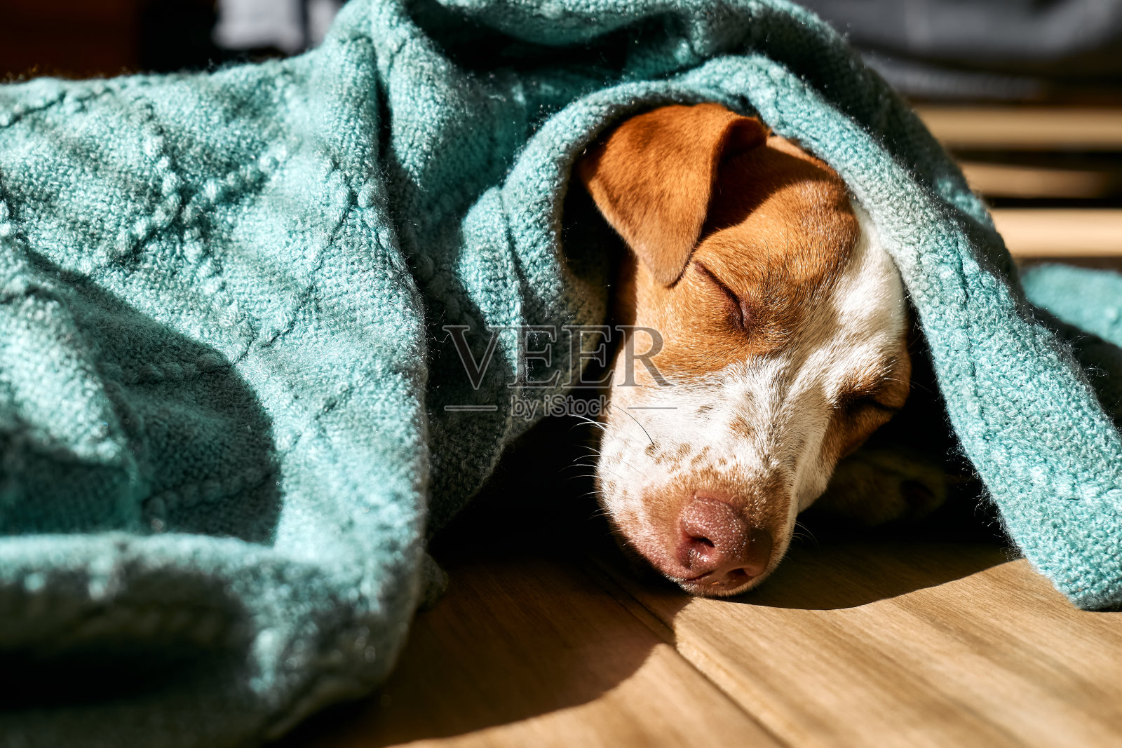 在阳光明媚的日子里，年轻的杰克罗素梗狗睡在绿松石编织的格子地板上。照片摄影图片