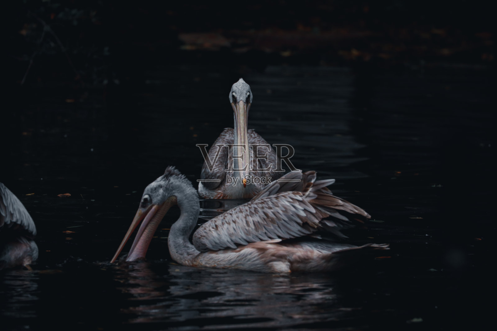 自然保护区照片摄影图片