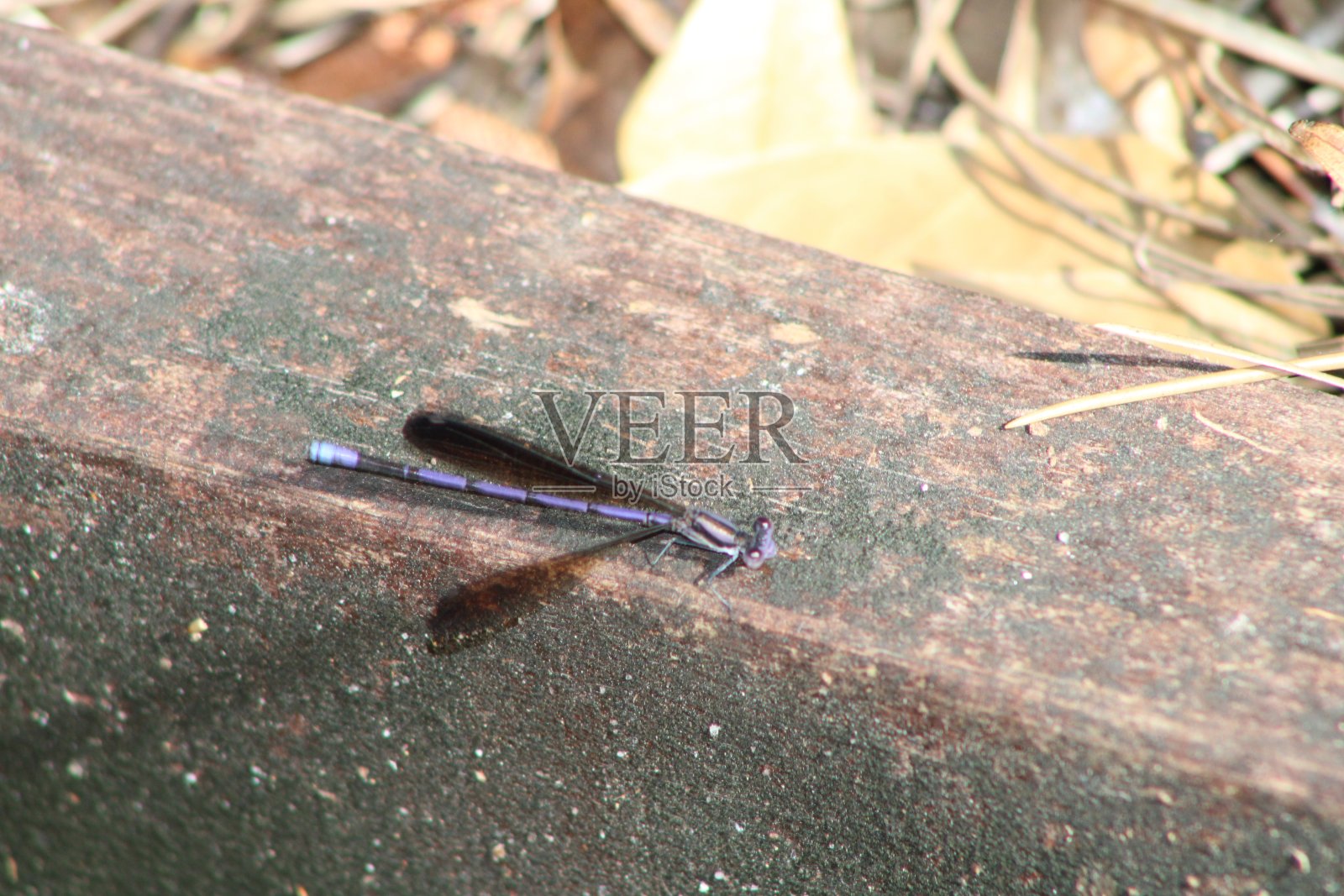 蜻蜓坐在阳光下。照片摄影图片
