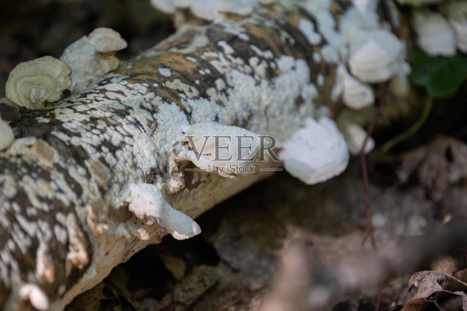 蘑菇生长在加拿大安大略省的一条徒步小径上。照片摄影图片
