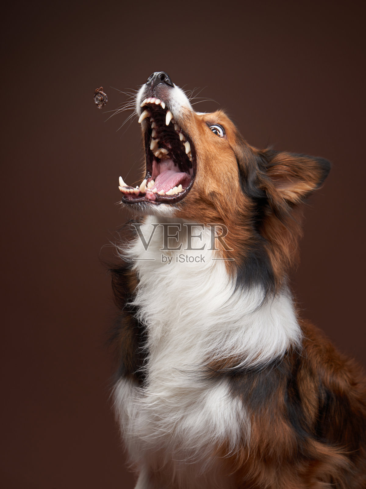 有趣的口吻边界牧羊犬棕色背景。酷狗在工作室照片摄影图片