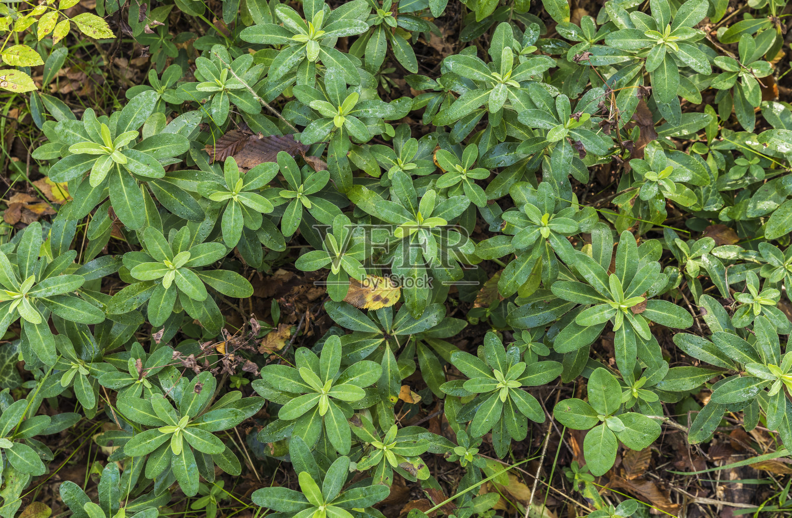 森林里的野生植物伍德拉夫香照片摄影图片