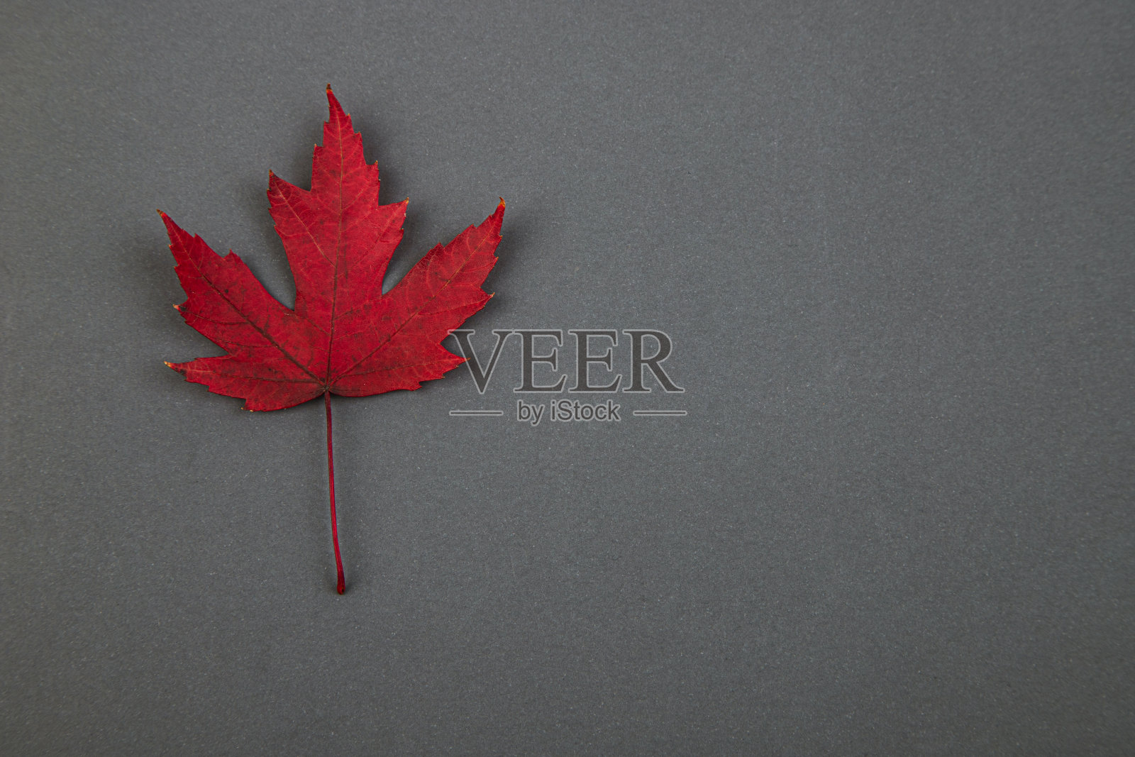 枫叶照片摄影图片