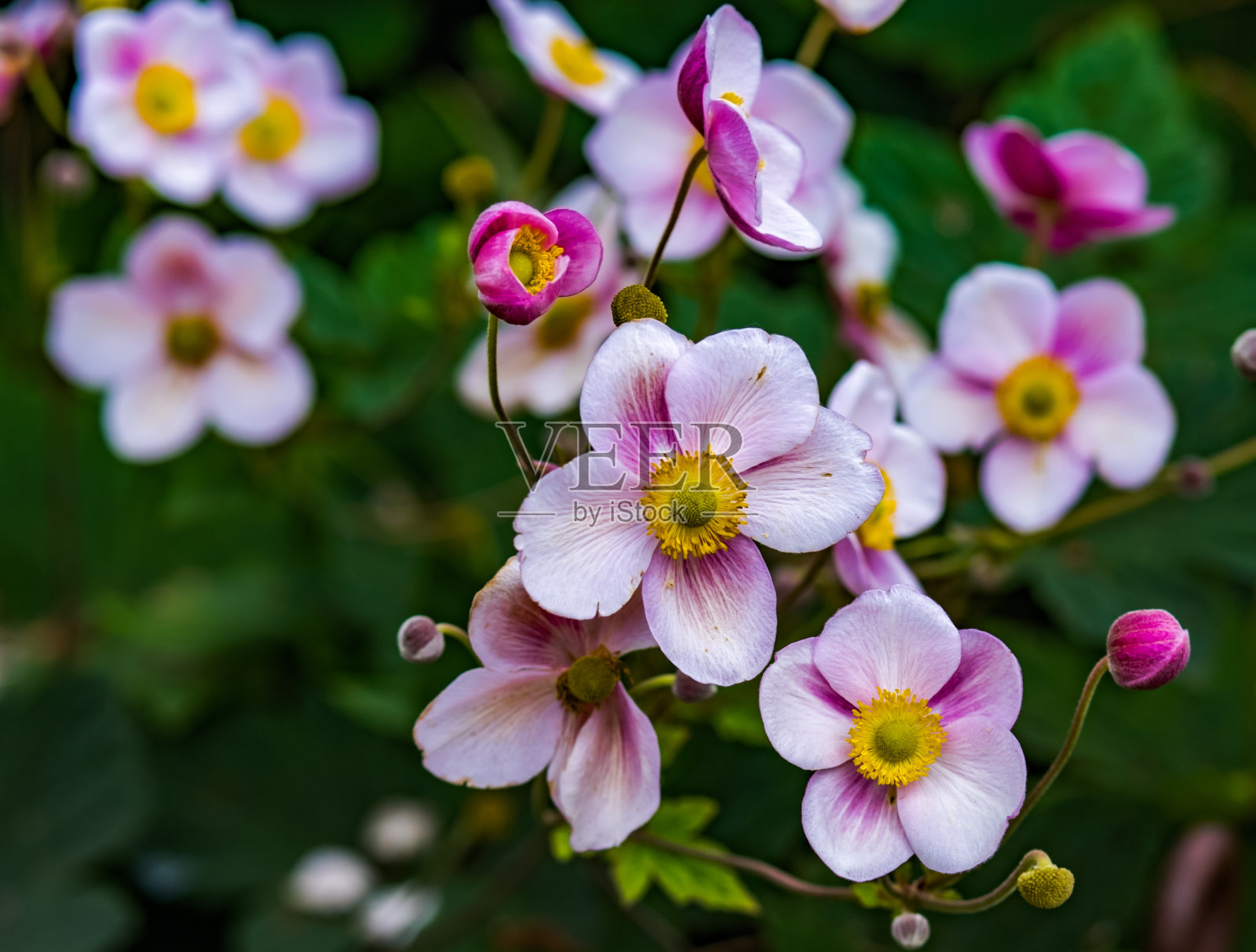 一簇盛开的日本顶针草照片摄影图片