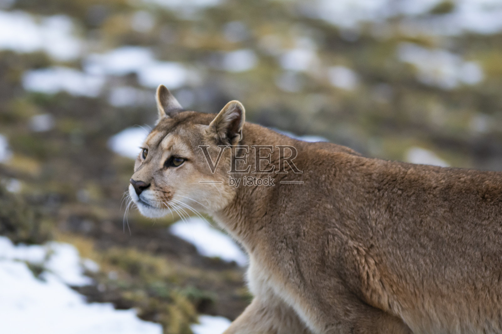 智利巴塔哥尼亚托雷斯德尔潘恩国家公园，在山区环境中散步的美洲狮。照片摄影图片