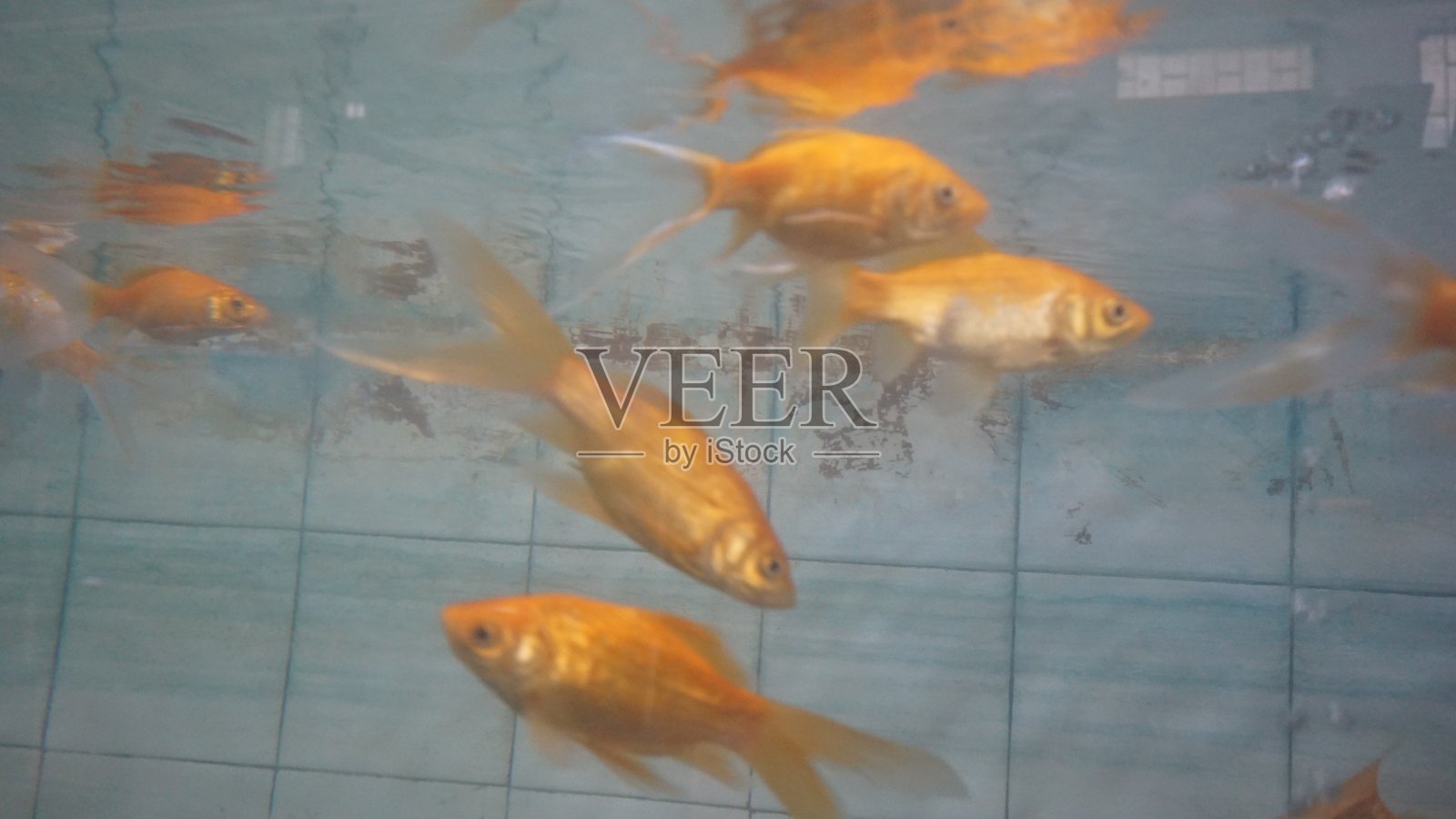 美丽的金鱼宠物在水族馆。照片摄影图片