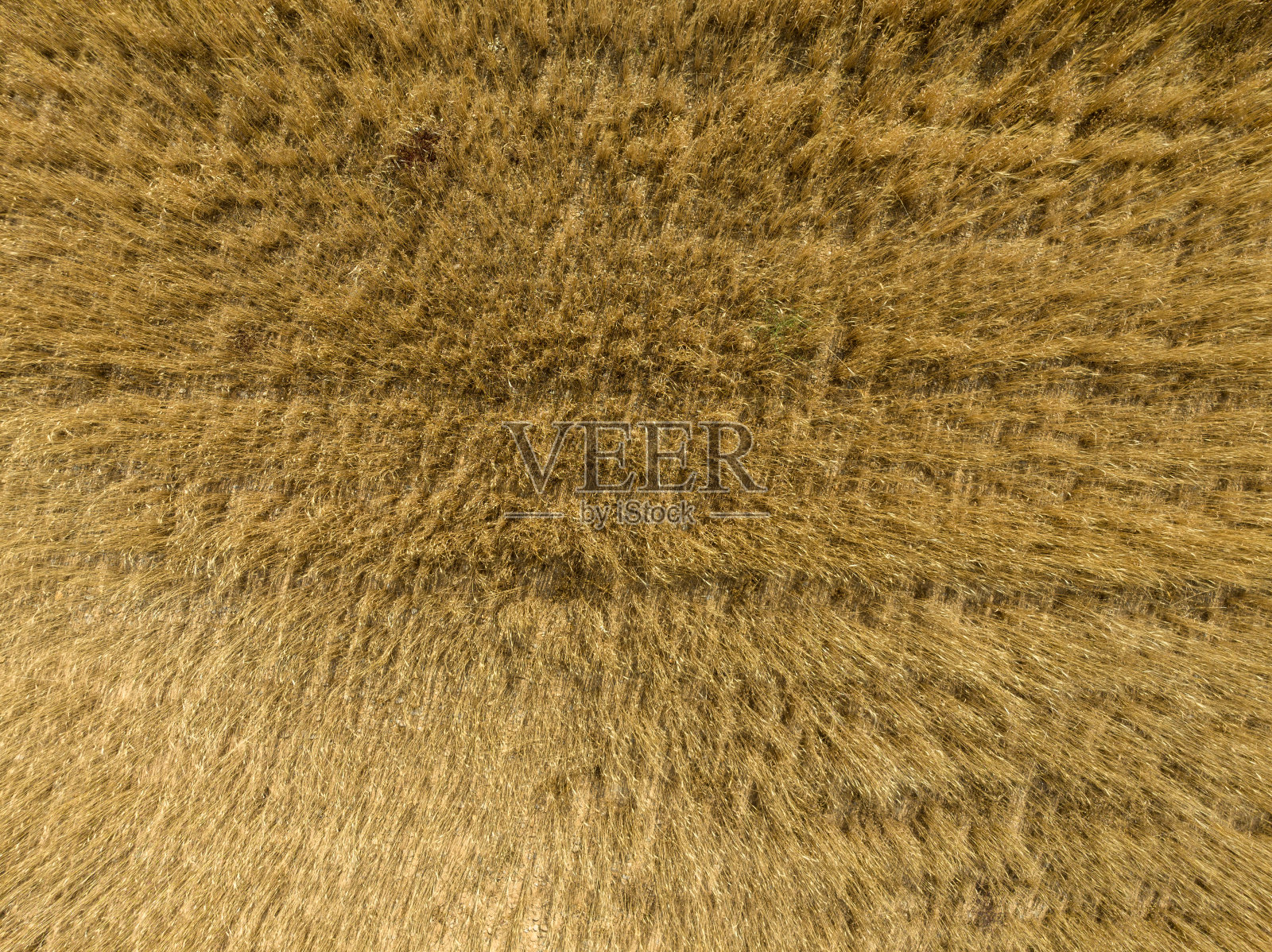 薰衣草田——法国瓦朗索照片摄影图片