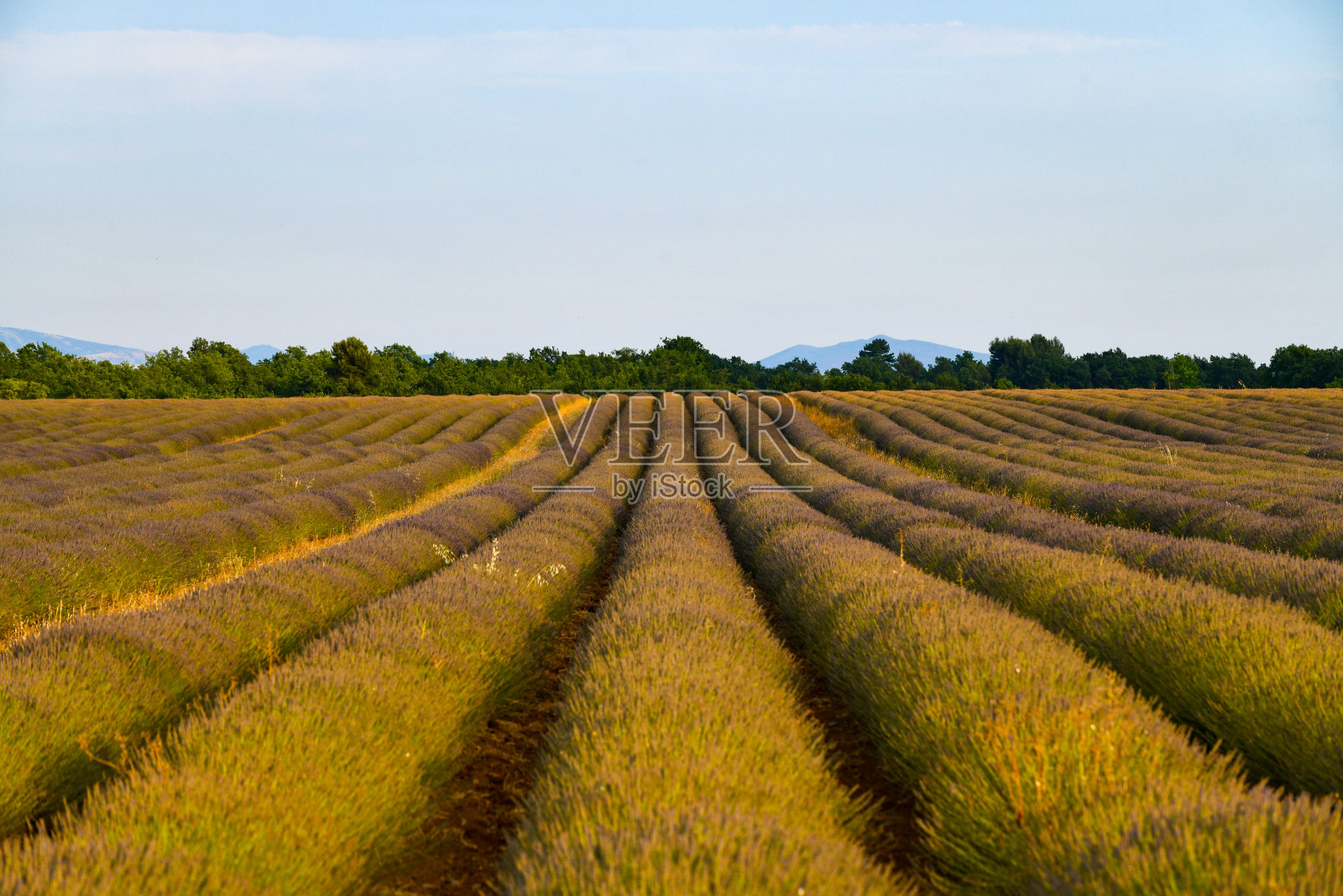 薰衣草田-法国布鲁内照片摄影图片