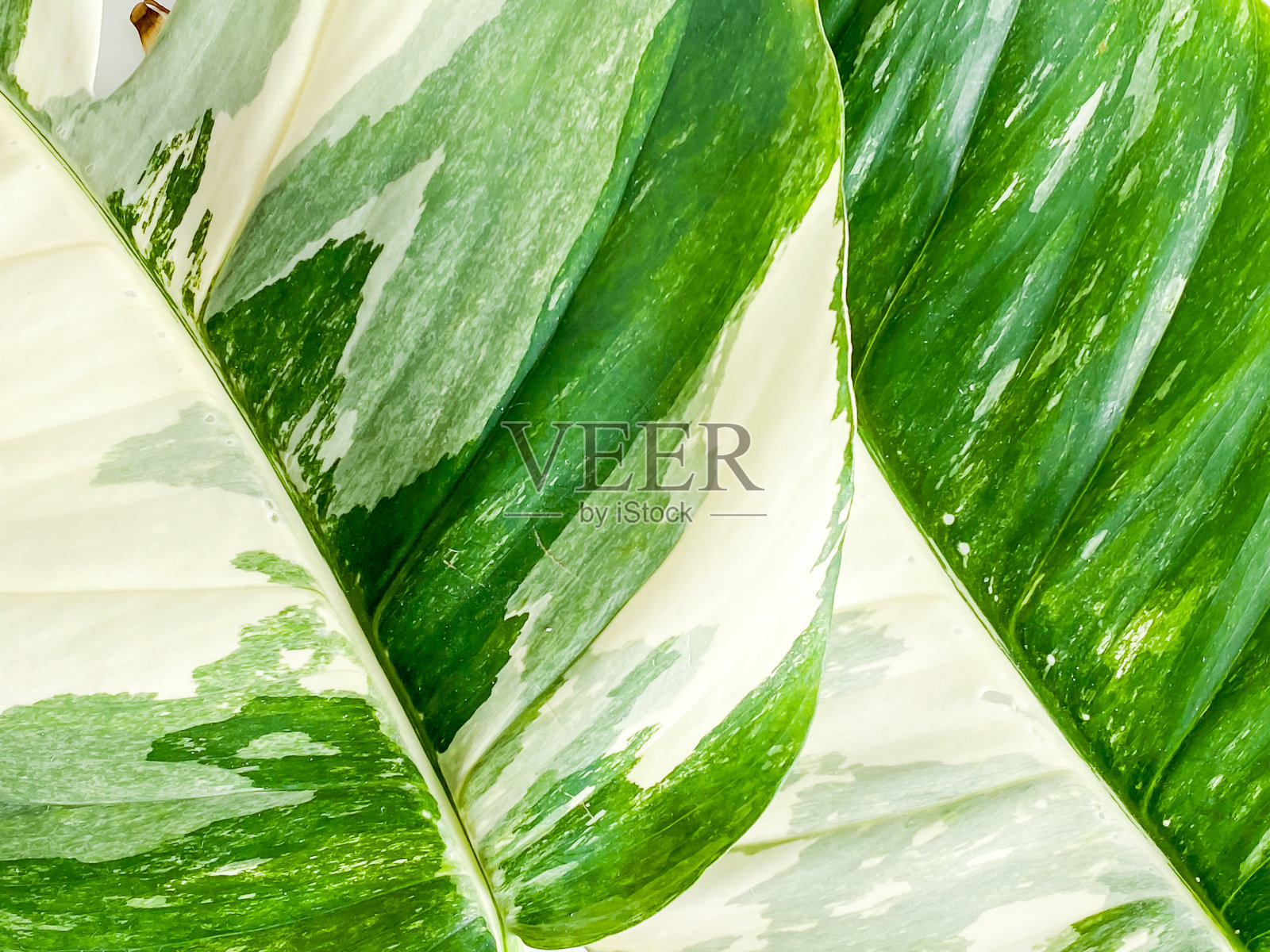 羽状花序花叶照片摄影图片